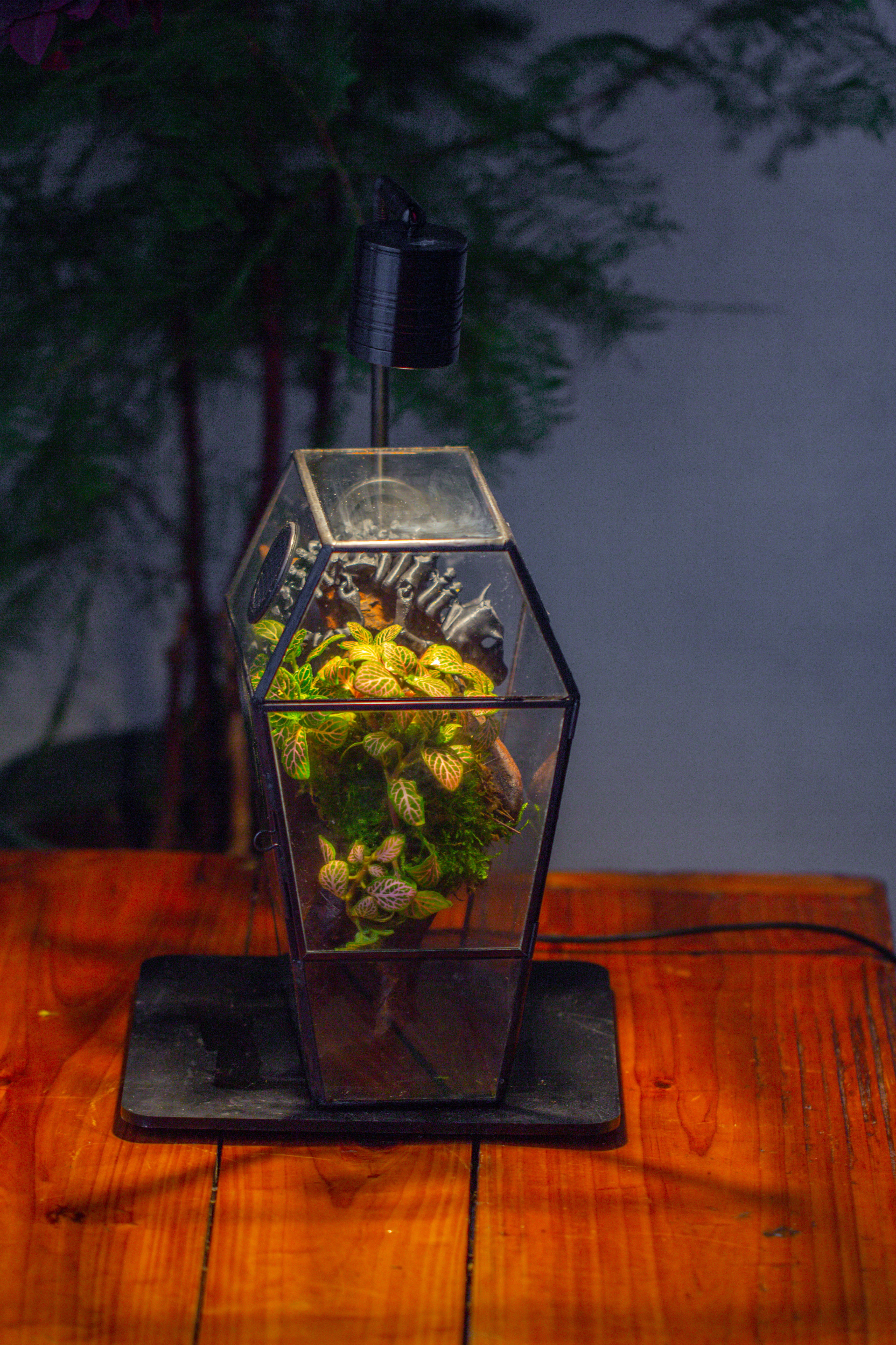 Coffin-Shaped Tin Glass Terrarium Enclosure, Gothic Style, for Jumping Spider, Insects, Snails - NCYPgarden