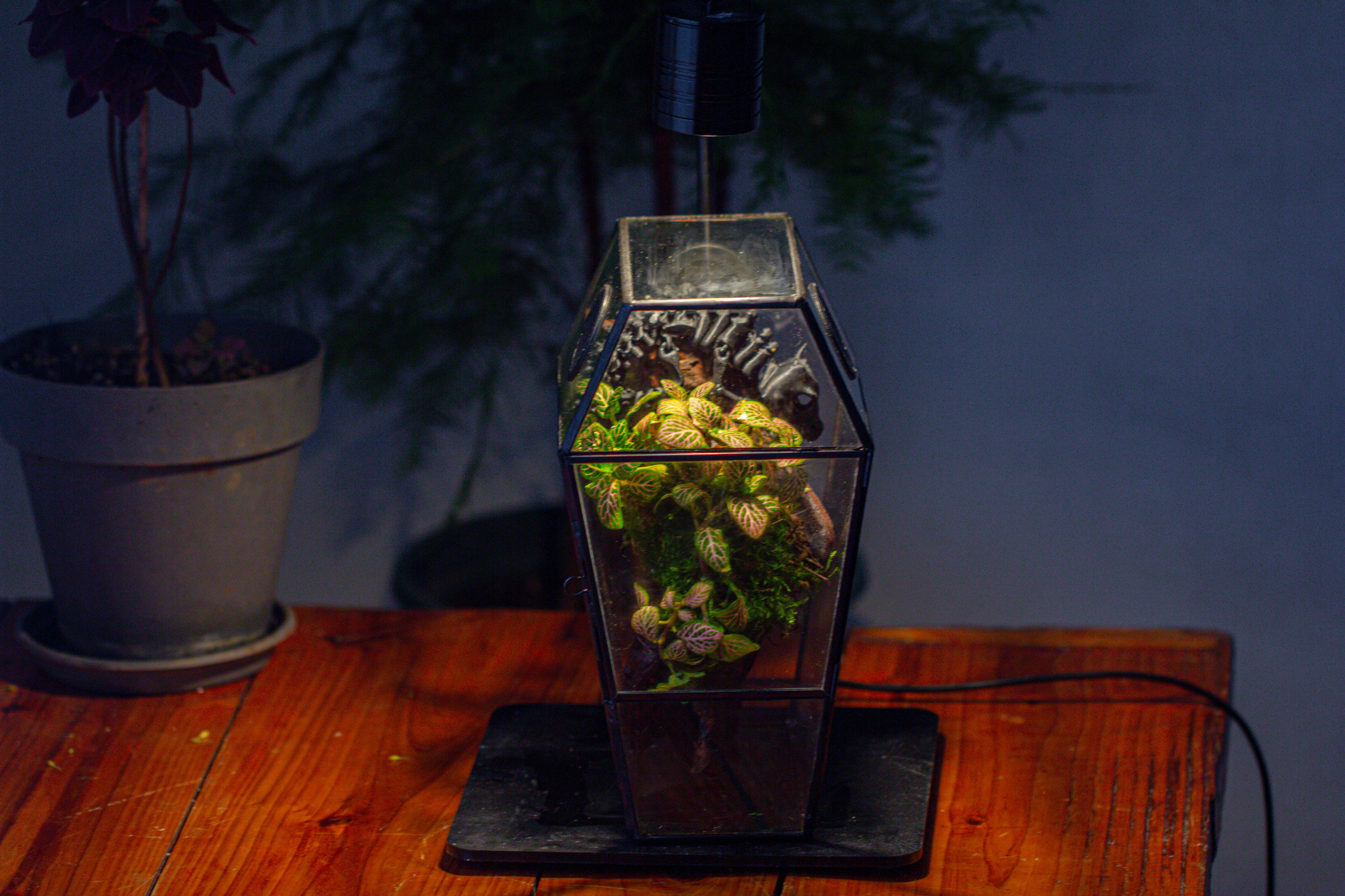 Coffin-Shaped Tin Glass Terrarium Enclosure, Gothic Style, for Jumping Spider, Insects, Snails - NCYPgarden