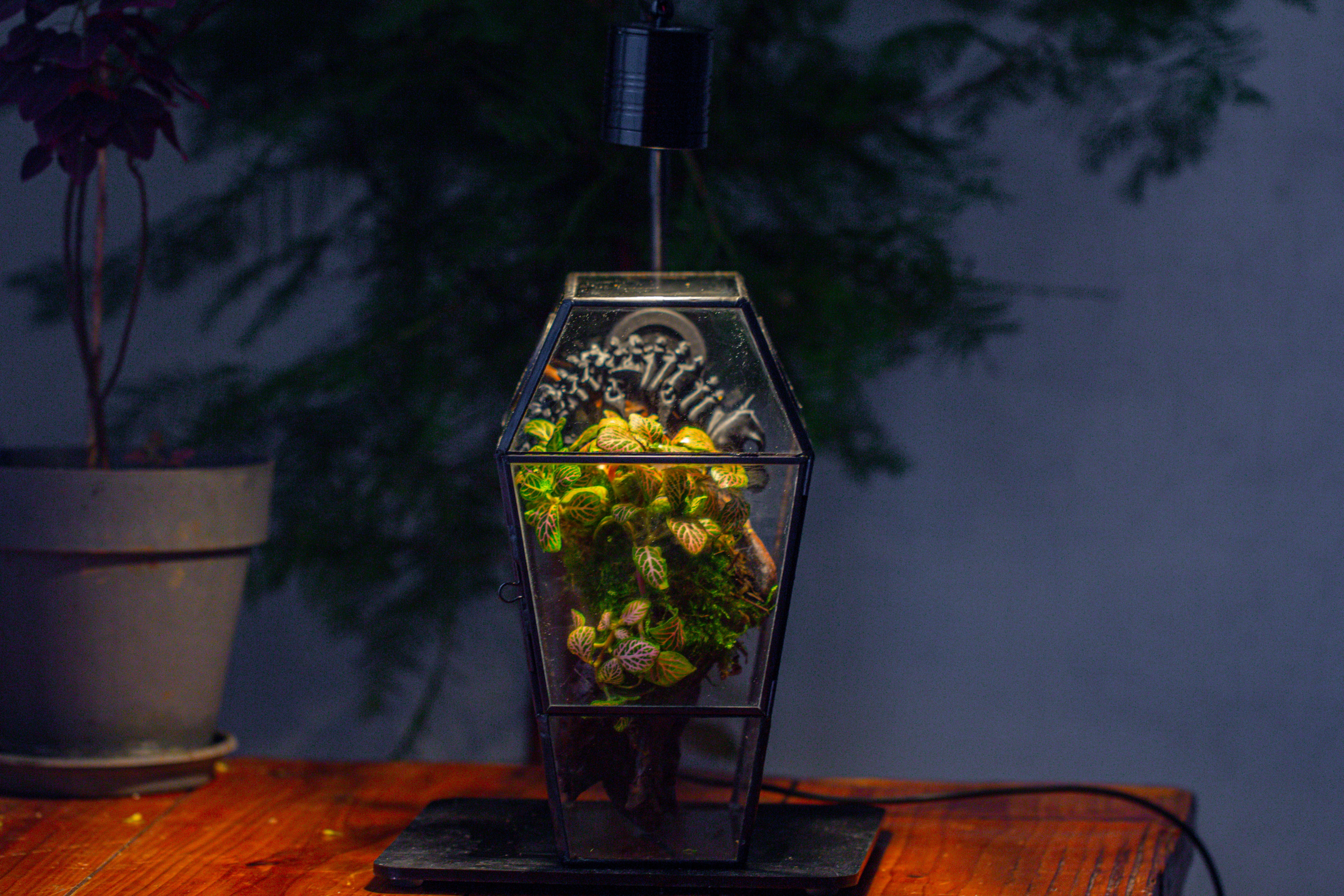 Coffin-Shaped Tin Glass Terrarium Enclosure, Gothic Style, for Jumping Spider, Insects, Snails - NCYPgarden