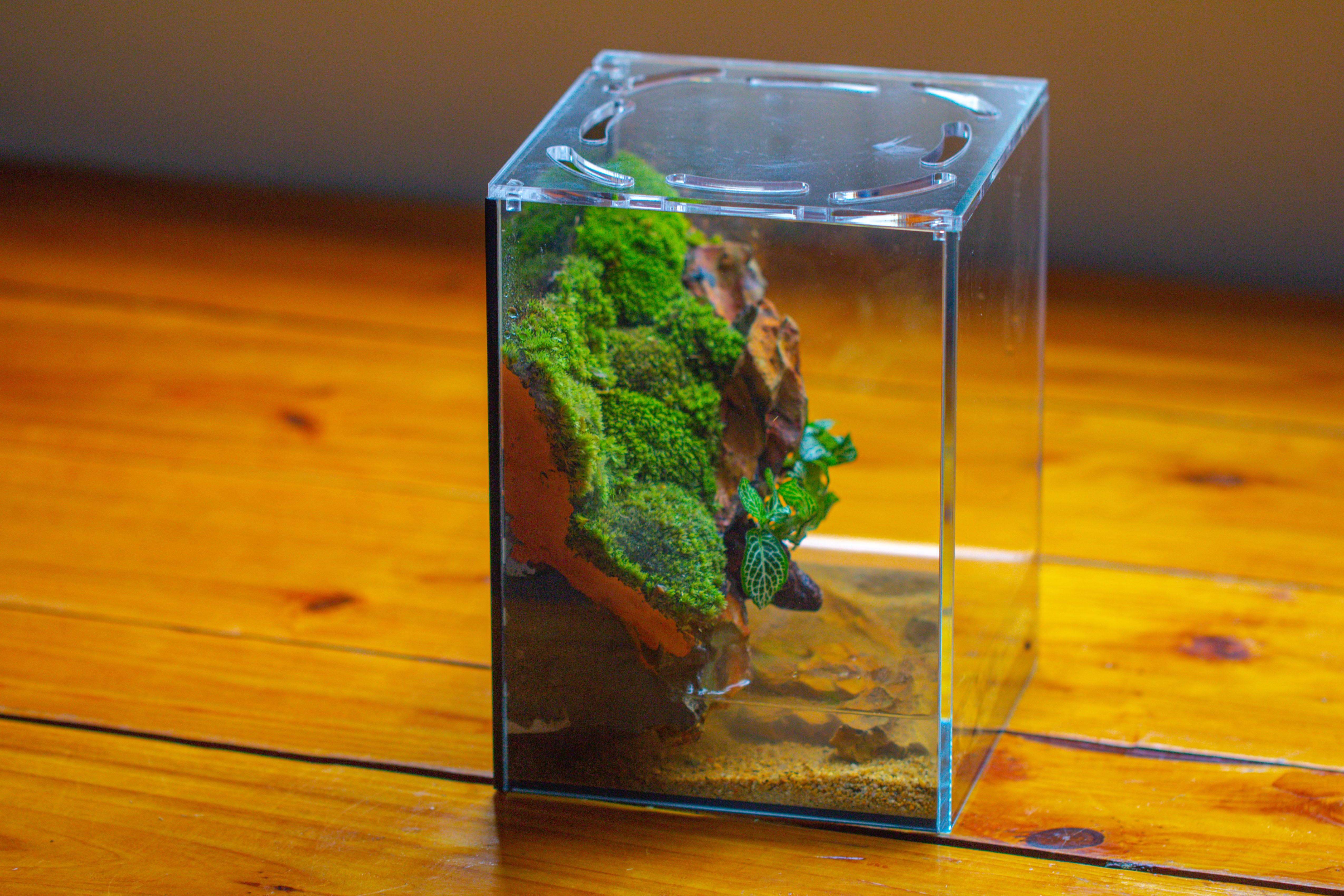 Watertight Glass Terrarium with LED Grow Light, Acrylic Lid for Moss Wall, vertical planting -15x15x20cm / 5.9x5.9x7.8 - NCYPgarden