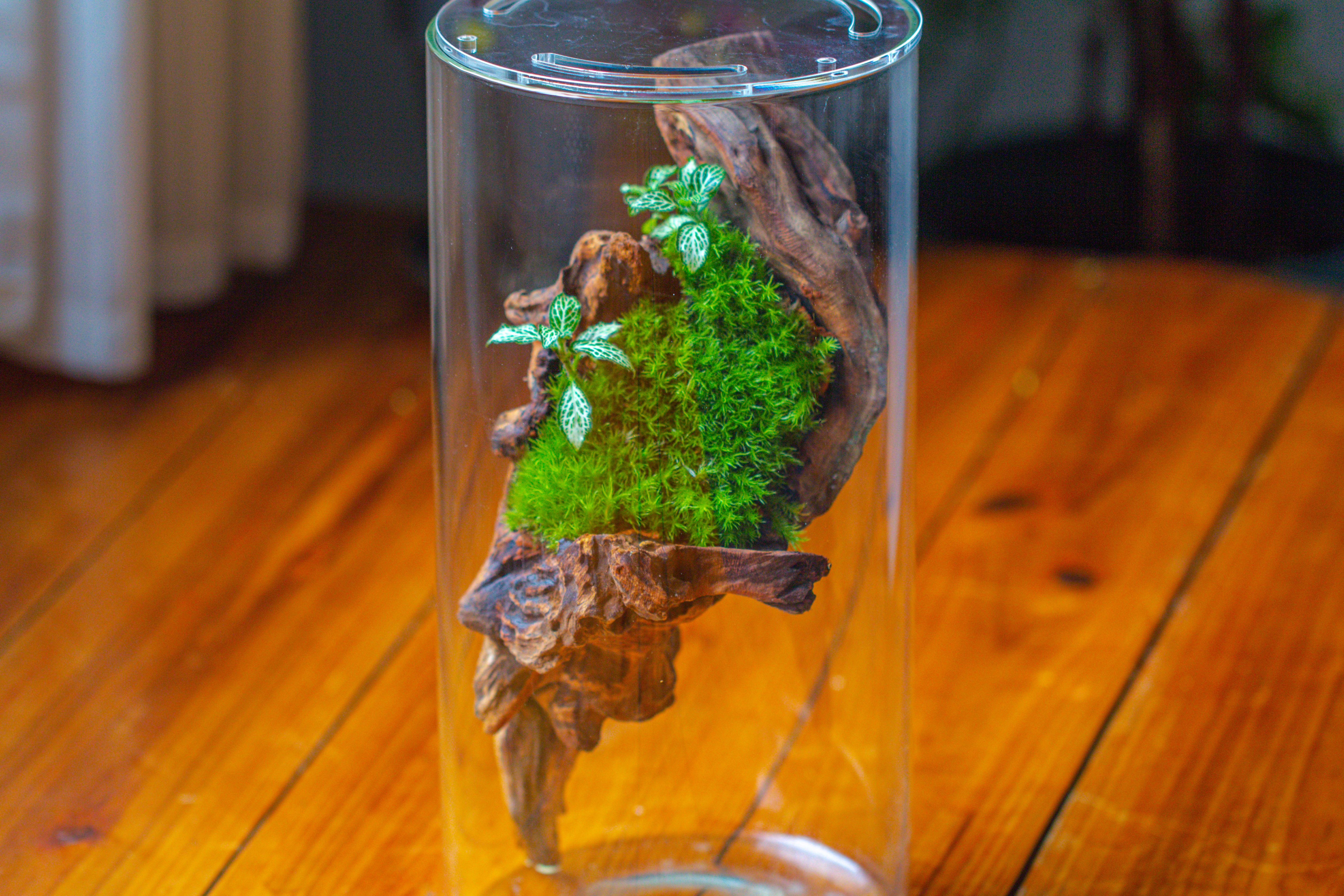 Large Cylinder Terrarium with LED Grow Lamp, Acrylic Lid Set for Bog, Carnivorous plants -15x30cm - NCYPgarden