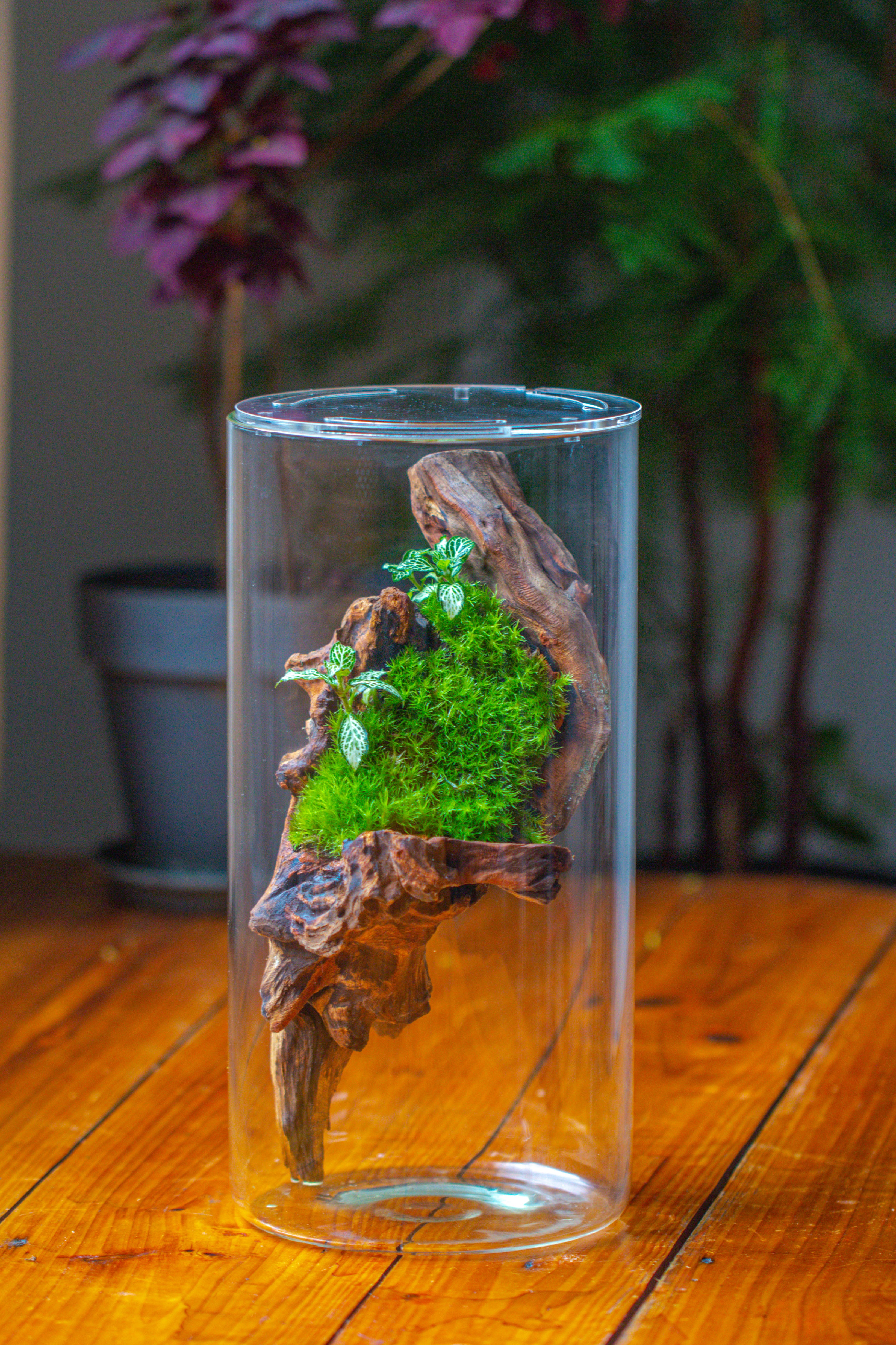 Large Cylinder Terrarium with LED Grow Lamp, Acrylic Lid Set for Bog, Carnivorous plants -15x30cm - NCYPgarden