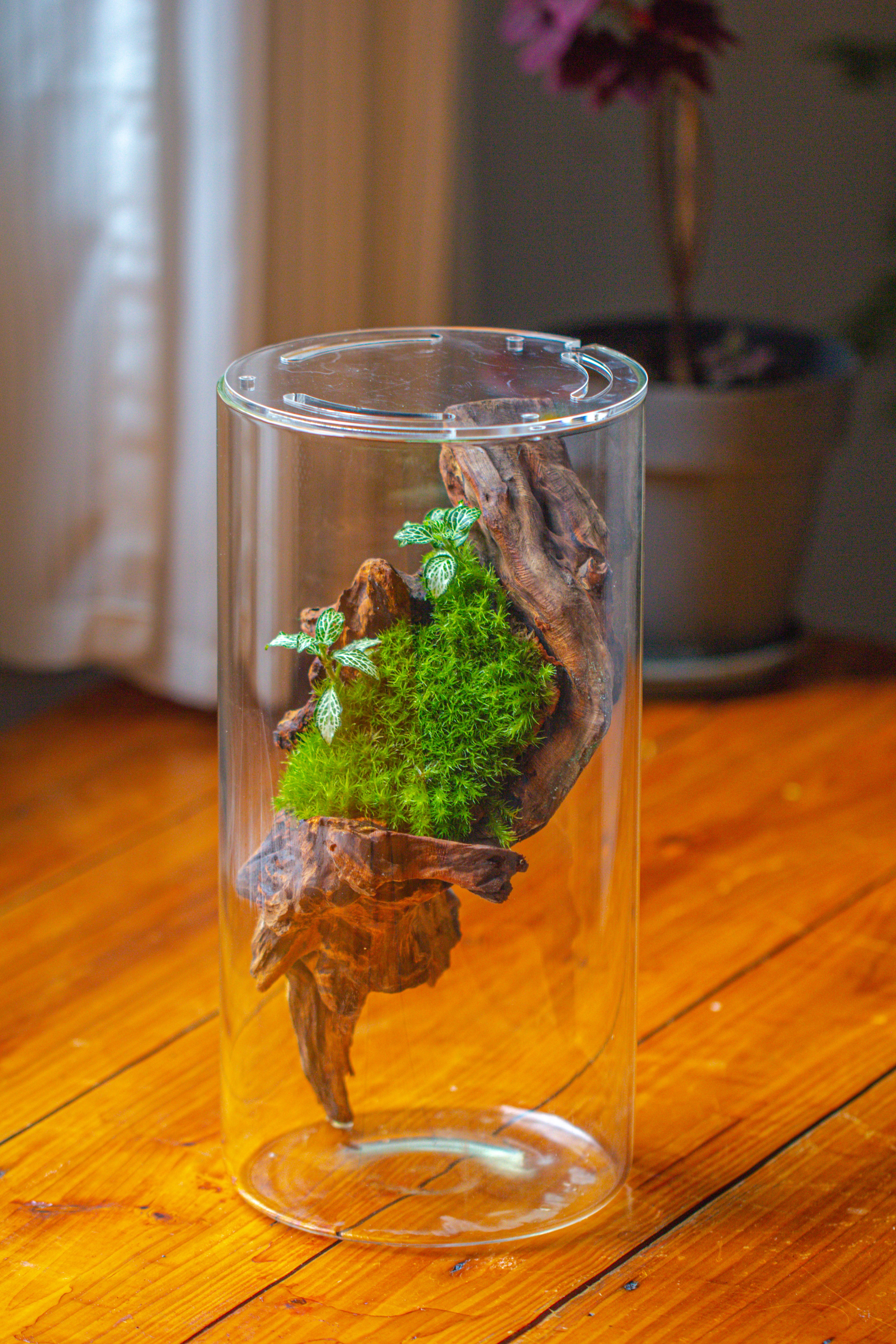 Large Cylinder Terrarium with LED Grow Lamp, Acrylic Lid Set for Bog, Carnivorous plants -15x30cm - NCYPgarden