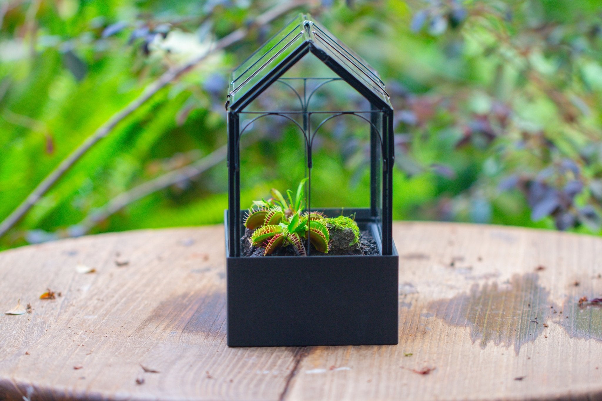 8" Vintage Greenhouse Glass Terrarium with Water - Holding Base and Top Door - NCYPgarden