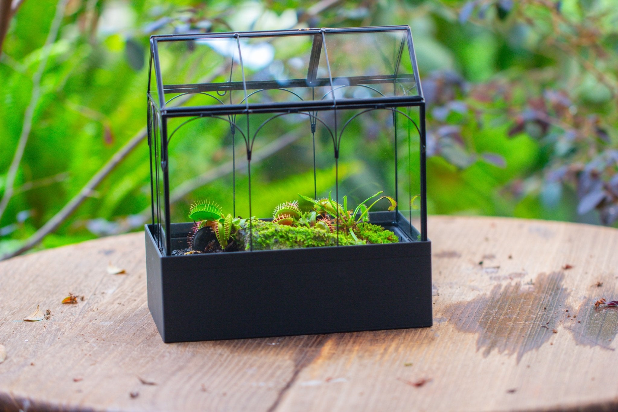 8" Vintage Greenhouse Glass Terrarium with Water - Holding Base and Top Door - NCYPgarden