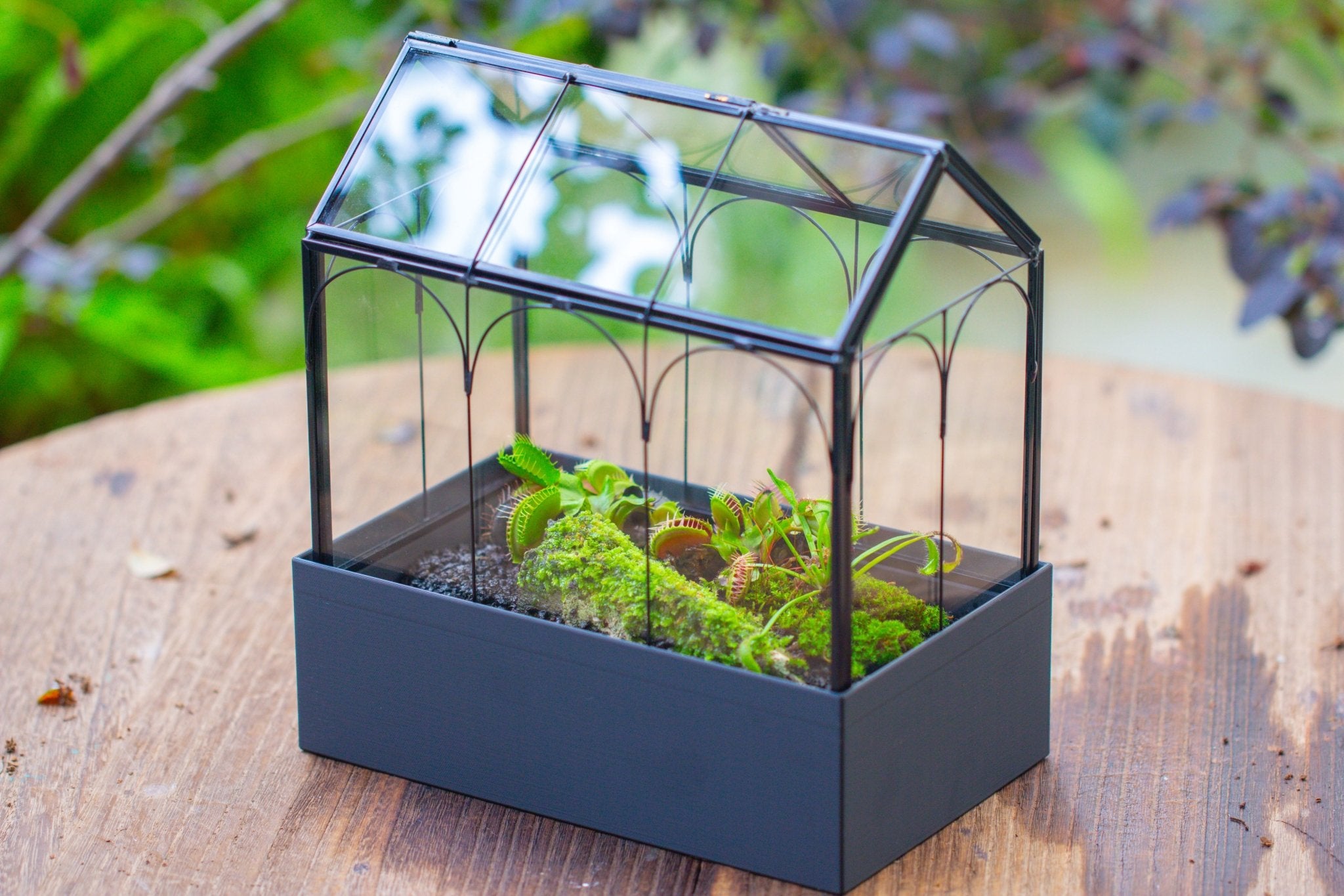 8" Vintage Greenhouse Glass Terrarium with Water - Holding Base and Top Door - NCYPgarden