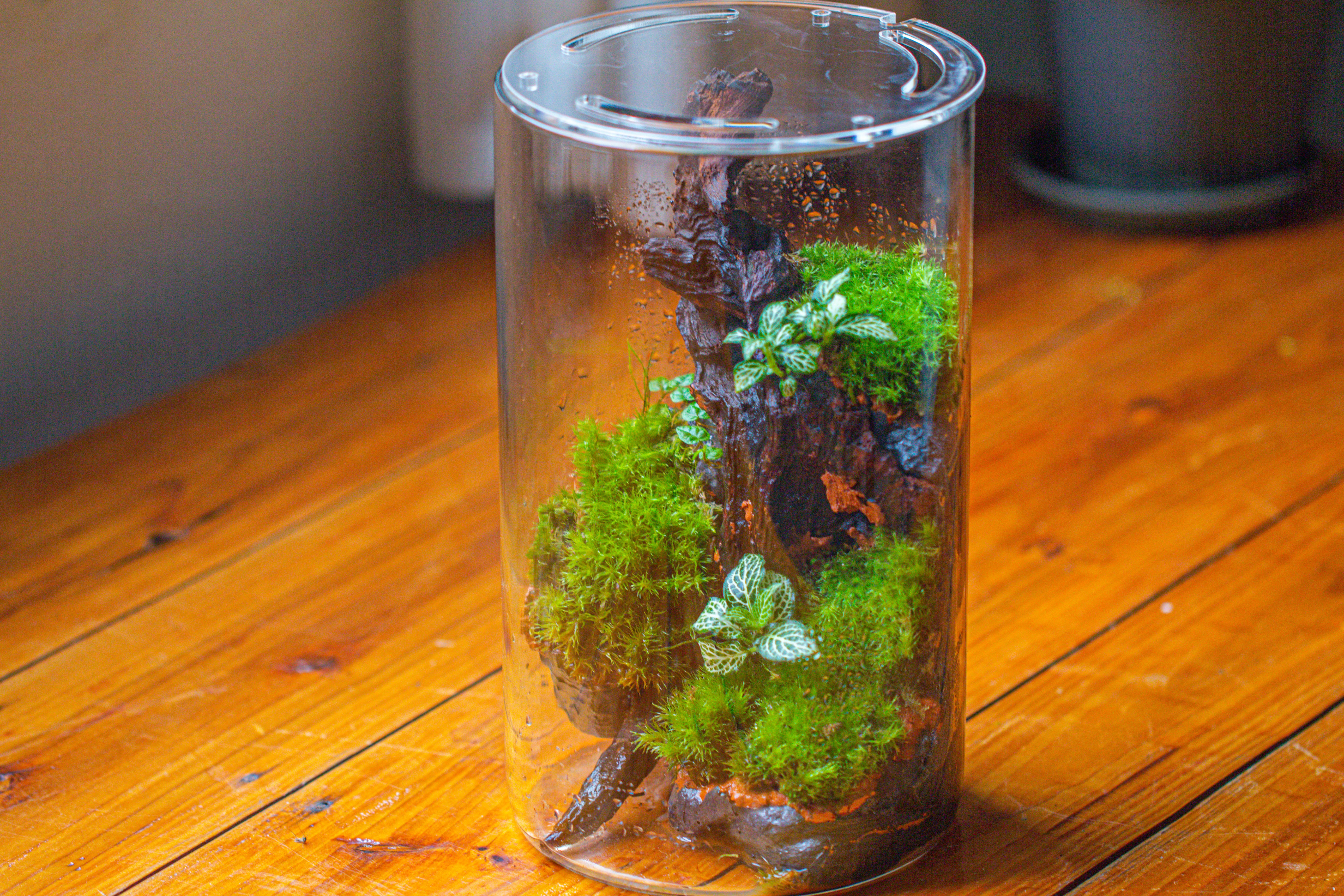 Medium Cylinder Terrarium with LED Grow Lamp, Acrylic Lid Set for Bog, Carnivorous plants -15x25cm - NCYPgarden