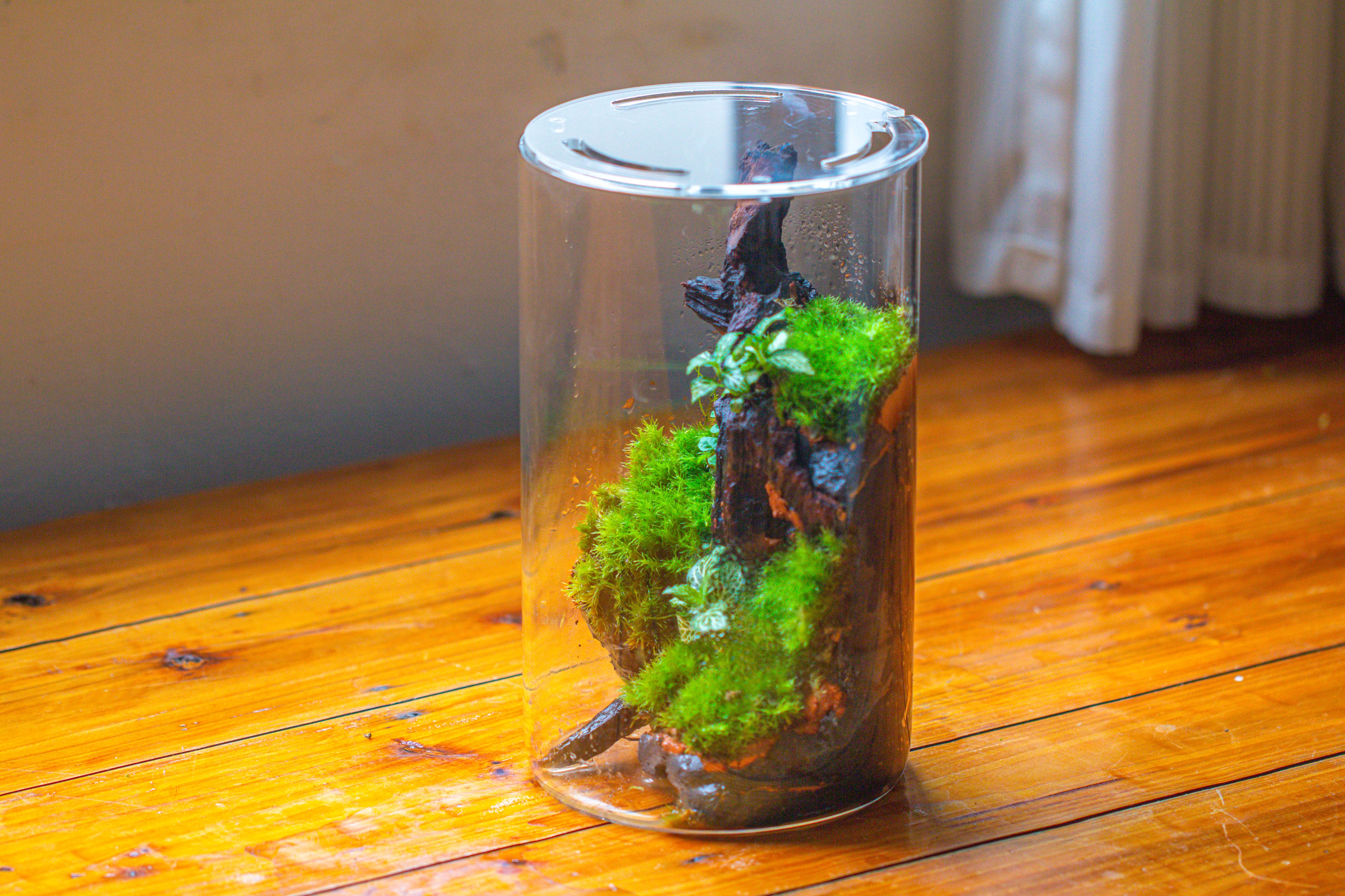 Medium Cylinder Terrarium with LED Grow Lamp, Acrylic Lid Set for Bog, Carnivorous plants -15x25cm - NCYPgarden