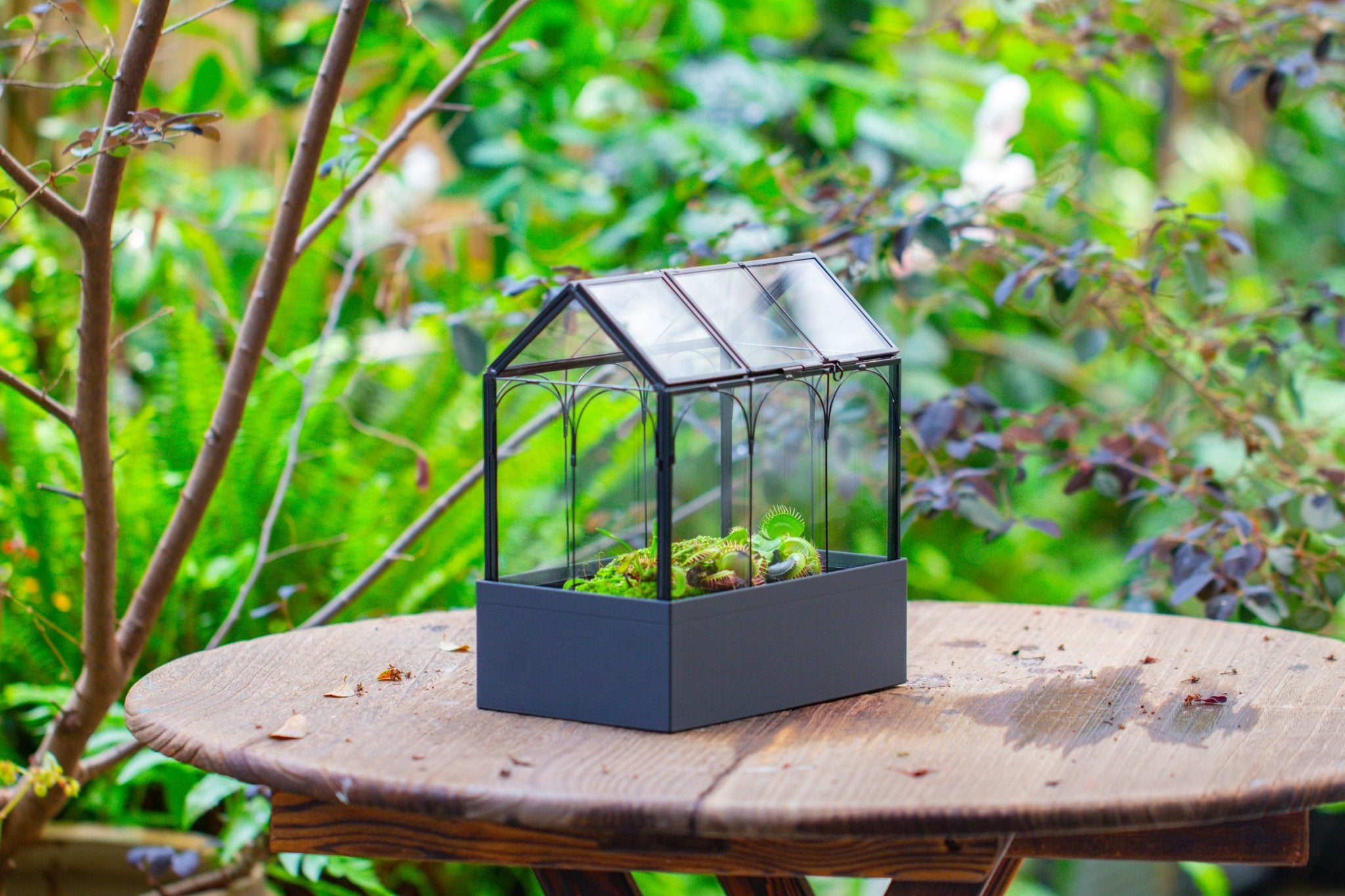 8" Vintage Greenhouse Glass Terrarium with Water - Holding Base and Top Door - NCYPgarden