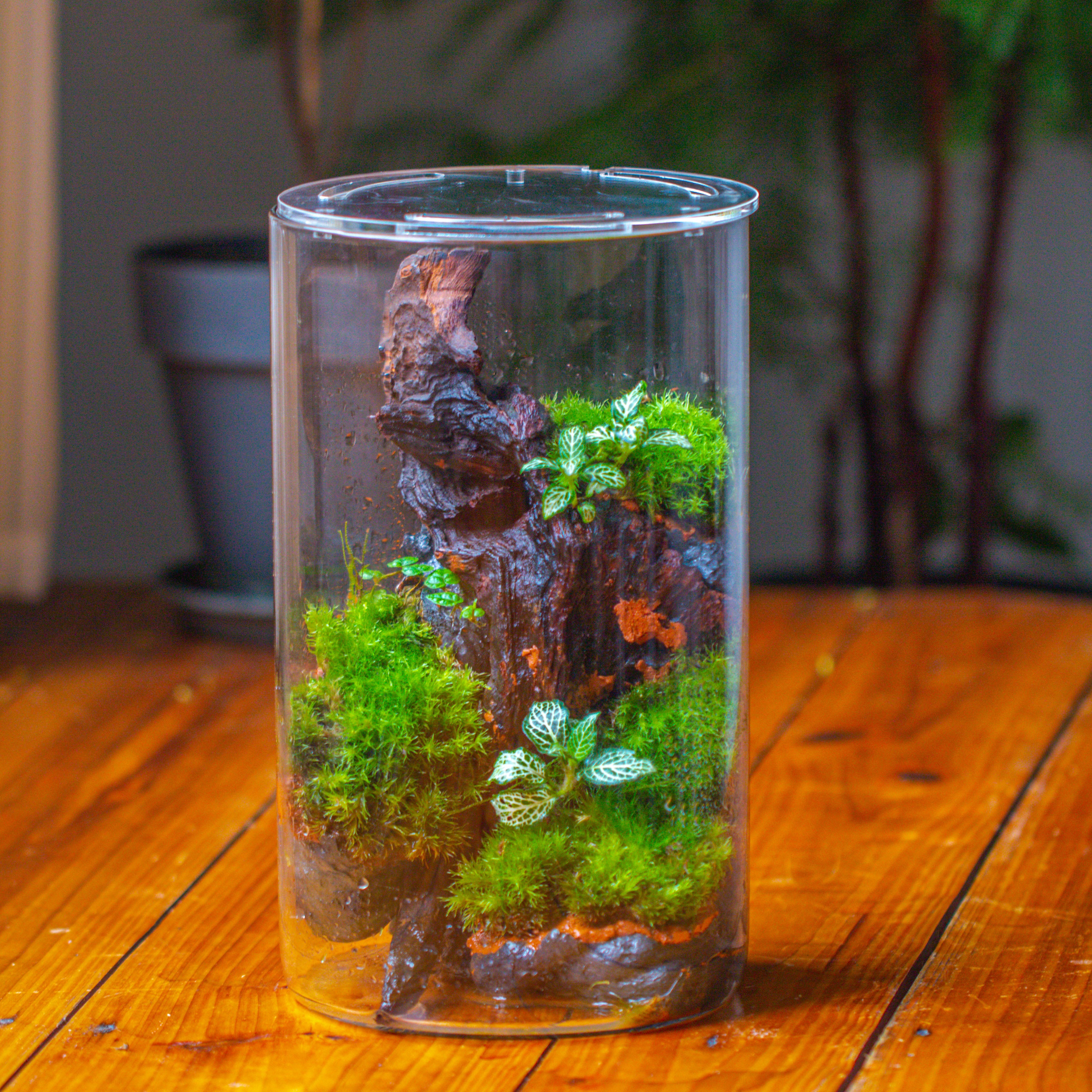 Medium Cylinder Terrarium with LED Grow Lamp, Acrylic Lid Set for Bog, Carnivorous plants -15x25cm - NCYPgarden