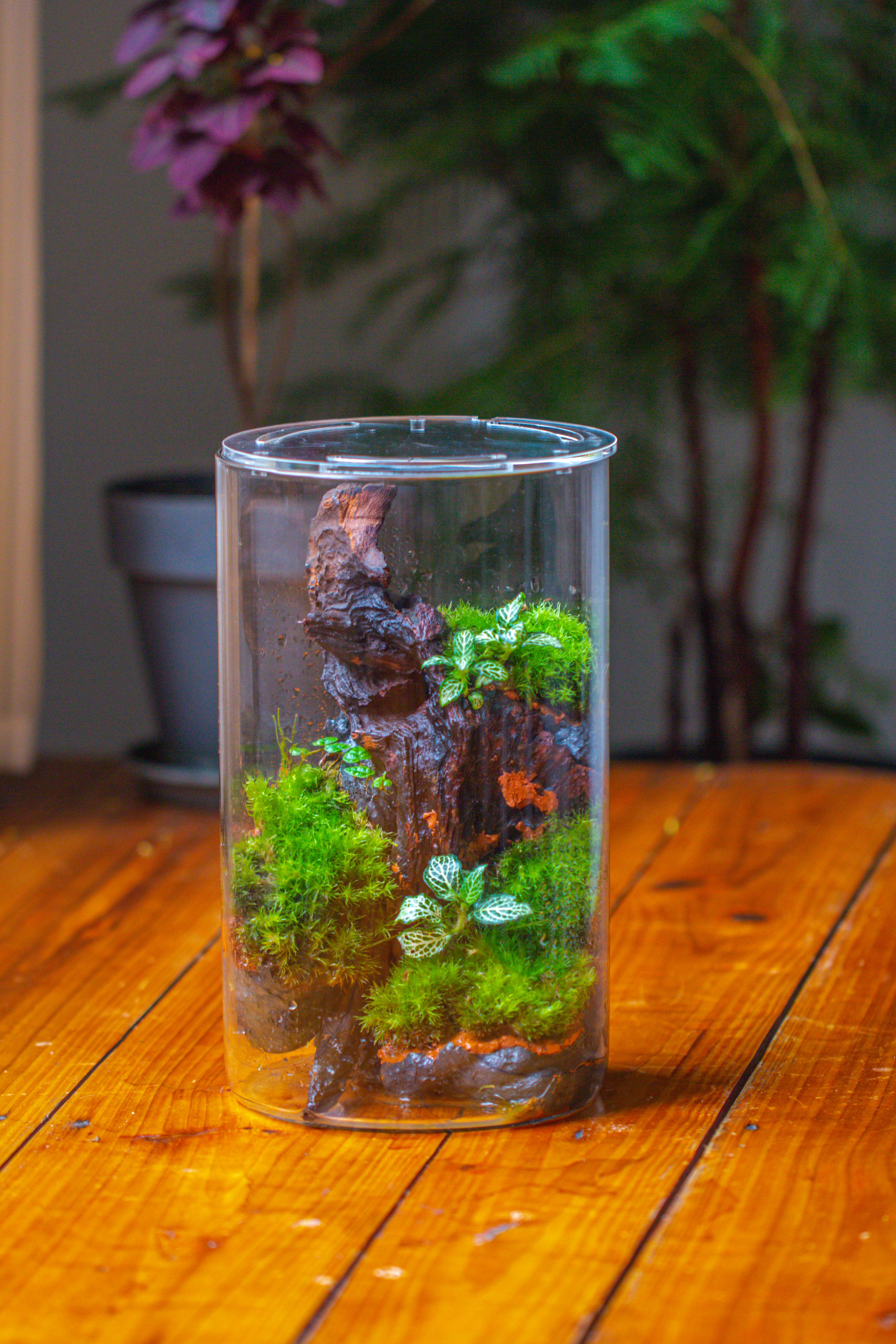 Medium Cylinder Terrarium with LED Grow Lamp, Acrylic Lid Set for Bog, Carnivorous plants -15x25cm - NCYPgarden