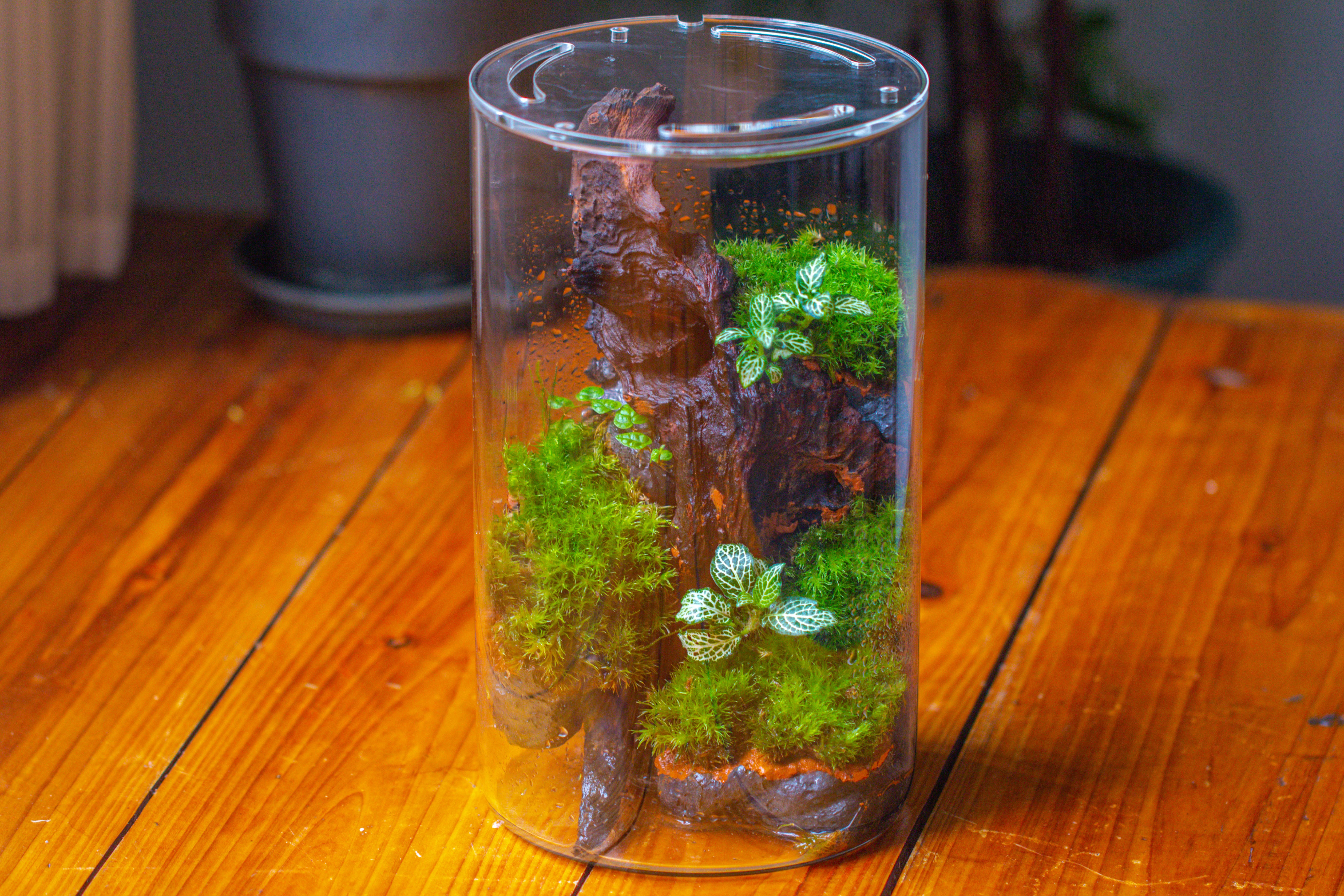 Medium Cylinder Terrarium with LED Grow Lamp, Acrylic Lid Set for Bog, Carnivorous plants -15x25cm - NCYPgarden