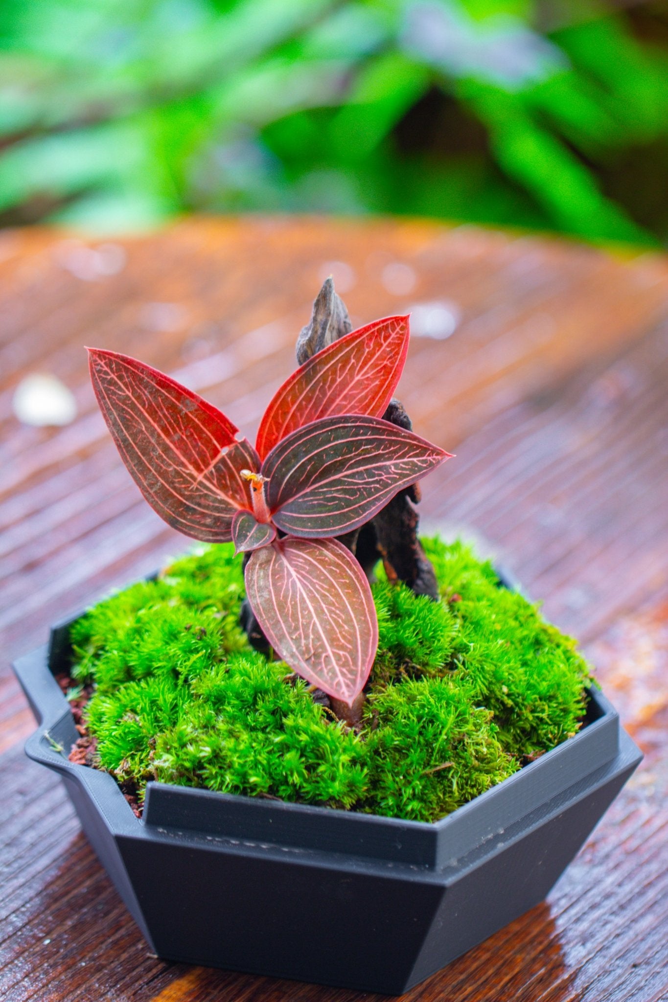 Self - Contained Close Geometric GlassTerrarium with top vent with Waterproof Base, for Moss, Sundew and Venus Flytrap - NCYPgarden