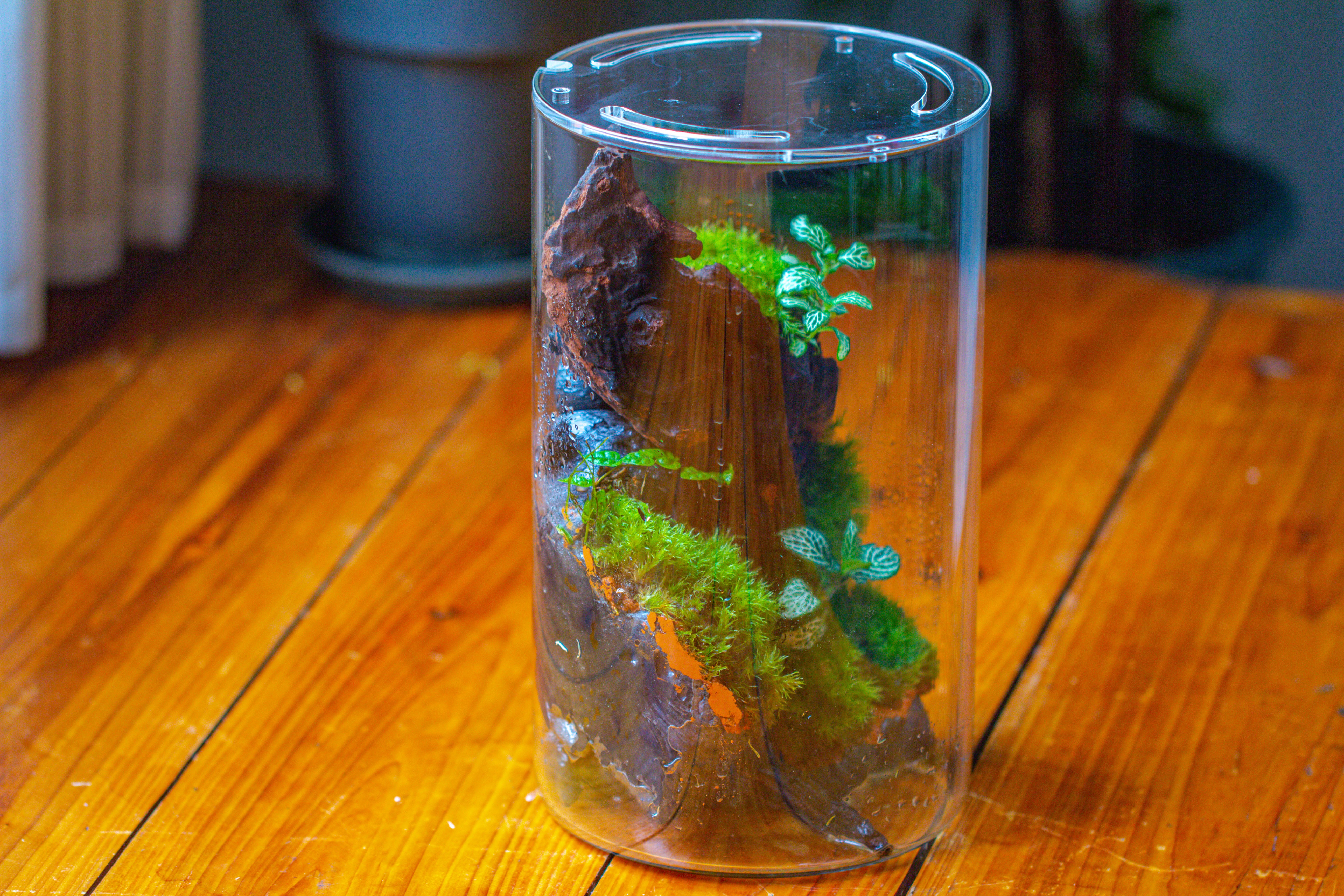Medium Cylinder Terrarium with LED Grow Lamp, Acrylic Lid Set for Bog, Carnivorous plants -15x25cm - NCYPgarden