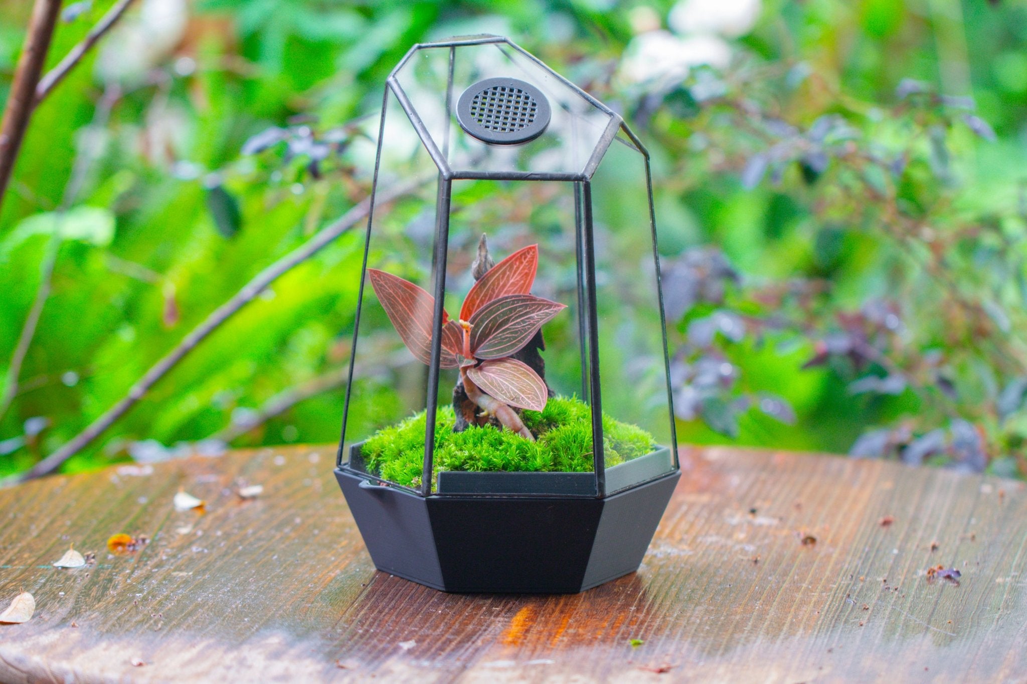 Self - Contained Close Geometric GlassTerrarium with top vent with Waterproof Base, for Moss, Sundew and Venus Flytrap - NCYPgarden