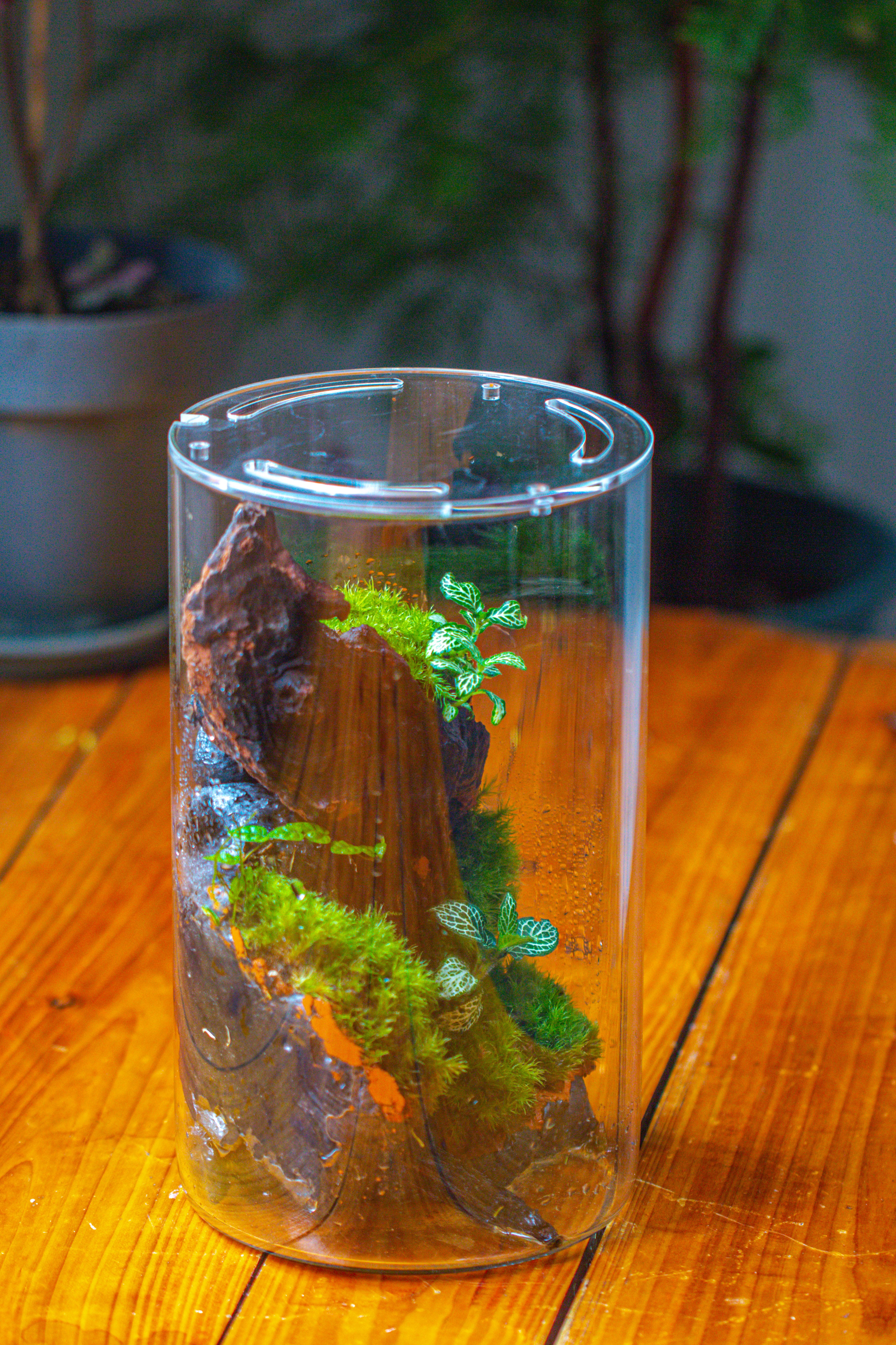 Medium Cylinder Terrarium with LED Grow Lamp, Acrylic Lid Set for Bog, Carnivorous plants -15x25cm - NCYPgarden