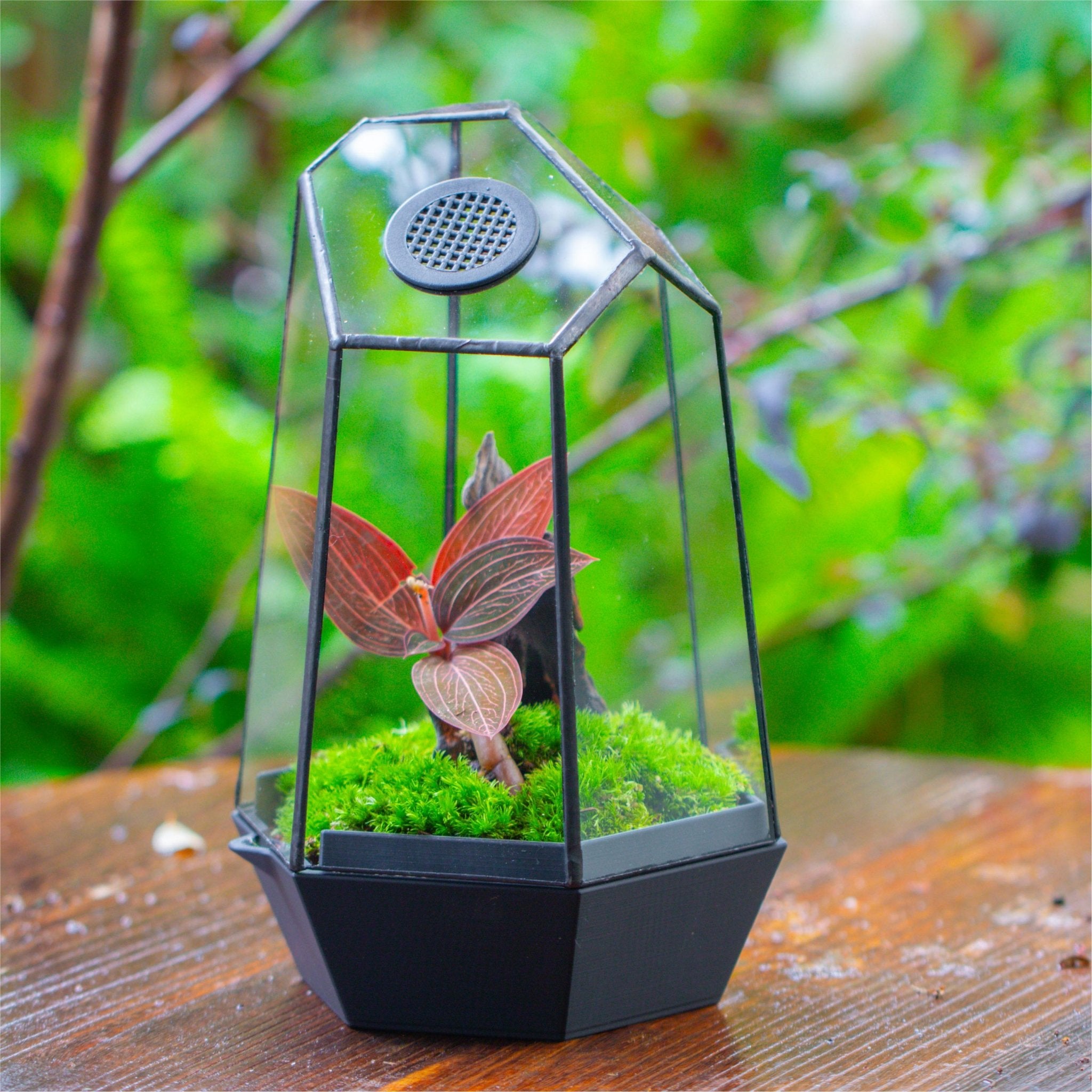 Self - Contained Close Geometric GlassTerrarium with top vent with Waterproof Base, for Moss, Sundew and Venus Flytrap - NCYPgarden