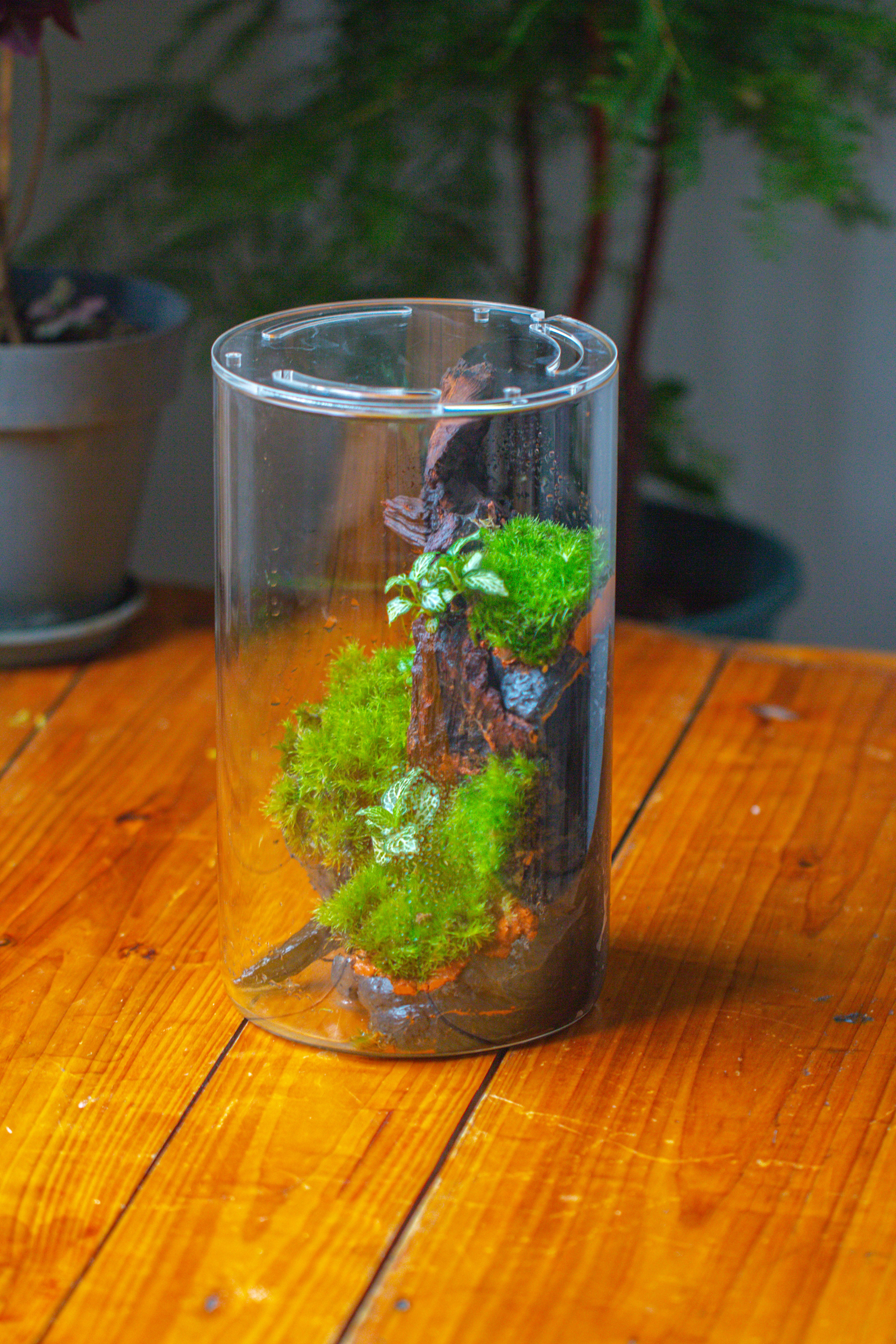 Medium Cylinder Terrarium with LED Grow Lamp, Acrylic Lid Set for Bog, Carnivorous plants -15x25cm - NCYPgarden
