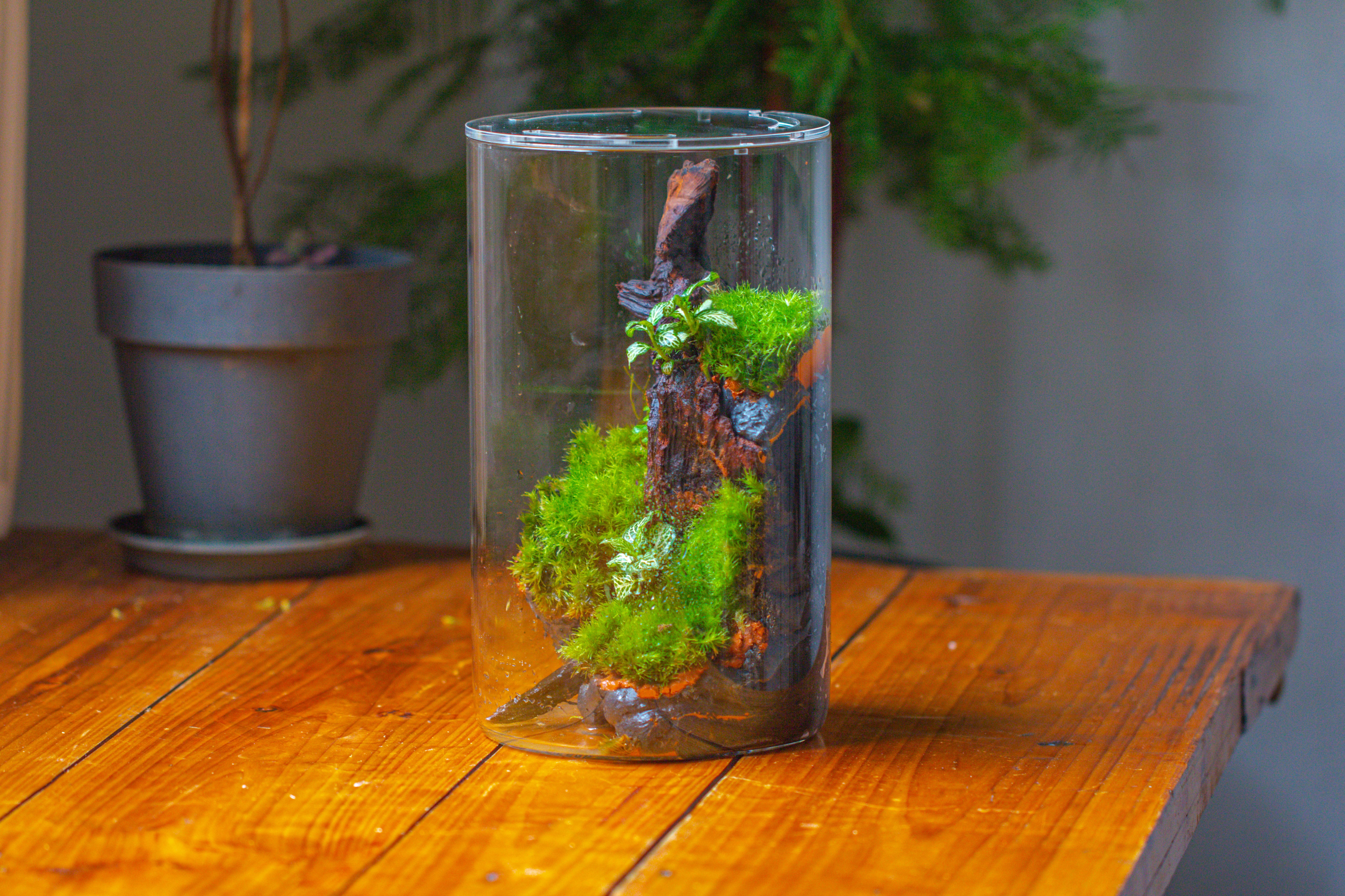 Medium Cylinder Terrarium with LED Grow Lamp, Acrylic Lid Set for Bog, Carnivorous plants -15x25cm - NCYPgarden