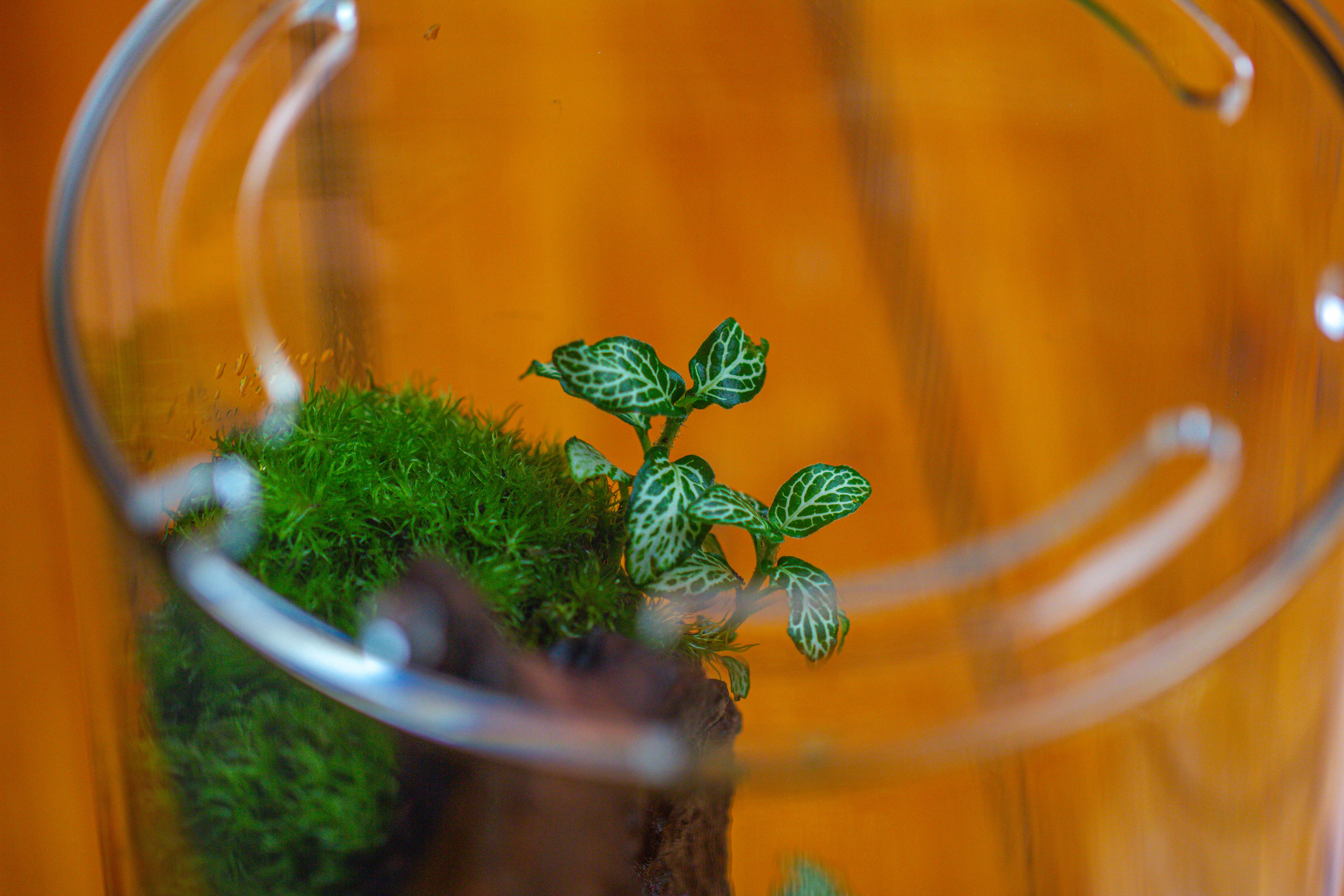 Medium Cylinder Terrarium with LED Grow Lamp, Acrylic Lid Set for Bog, Carnivorous plants -15x25cm - NCYPgarden