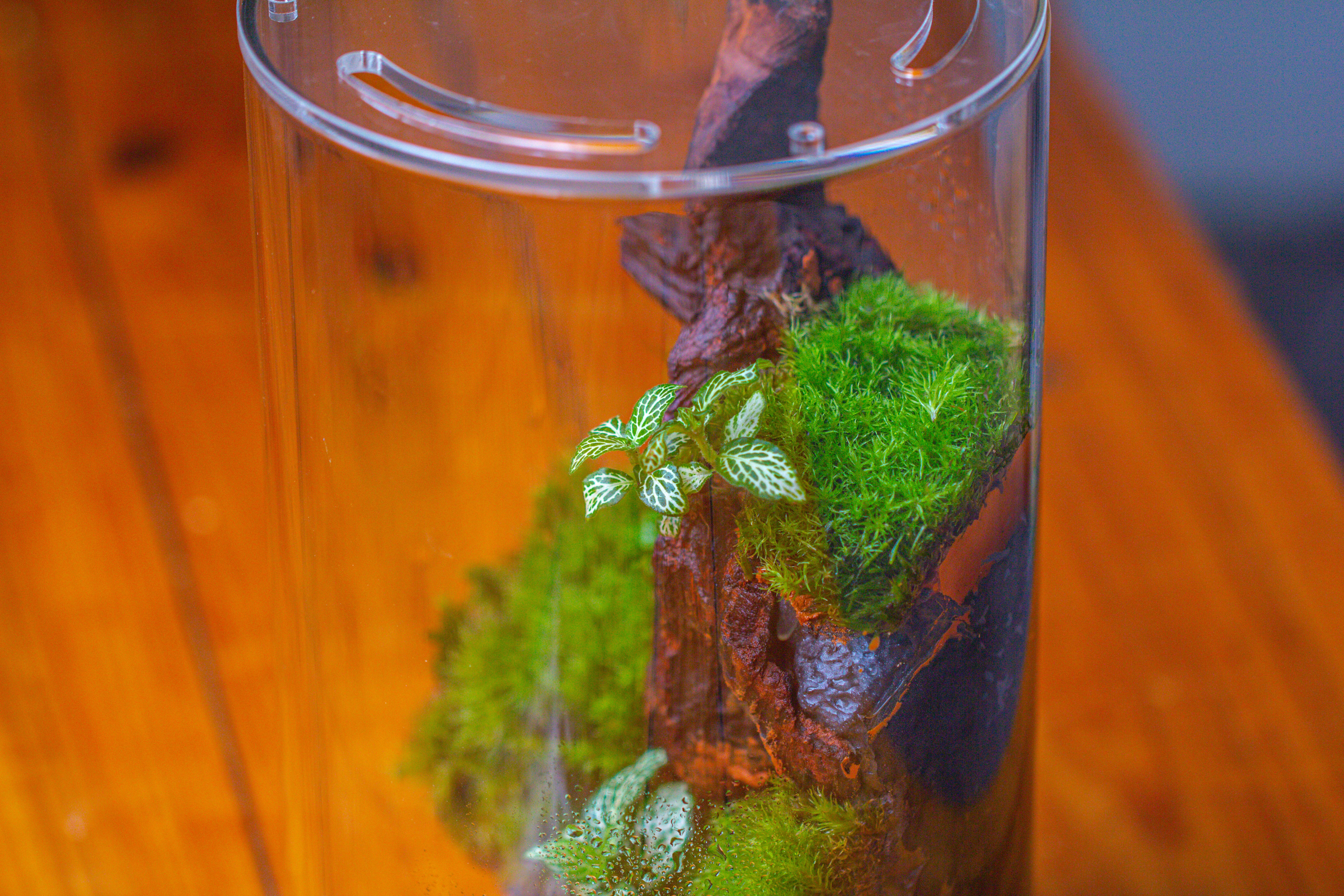 Medium Cylinder Terrarium with LED Grow Lamp, Acrylic Lid Set for Bog, Carnivorous plants -15x25cm - NCYPgarden