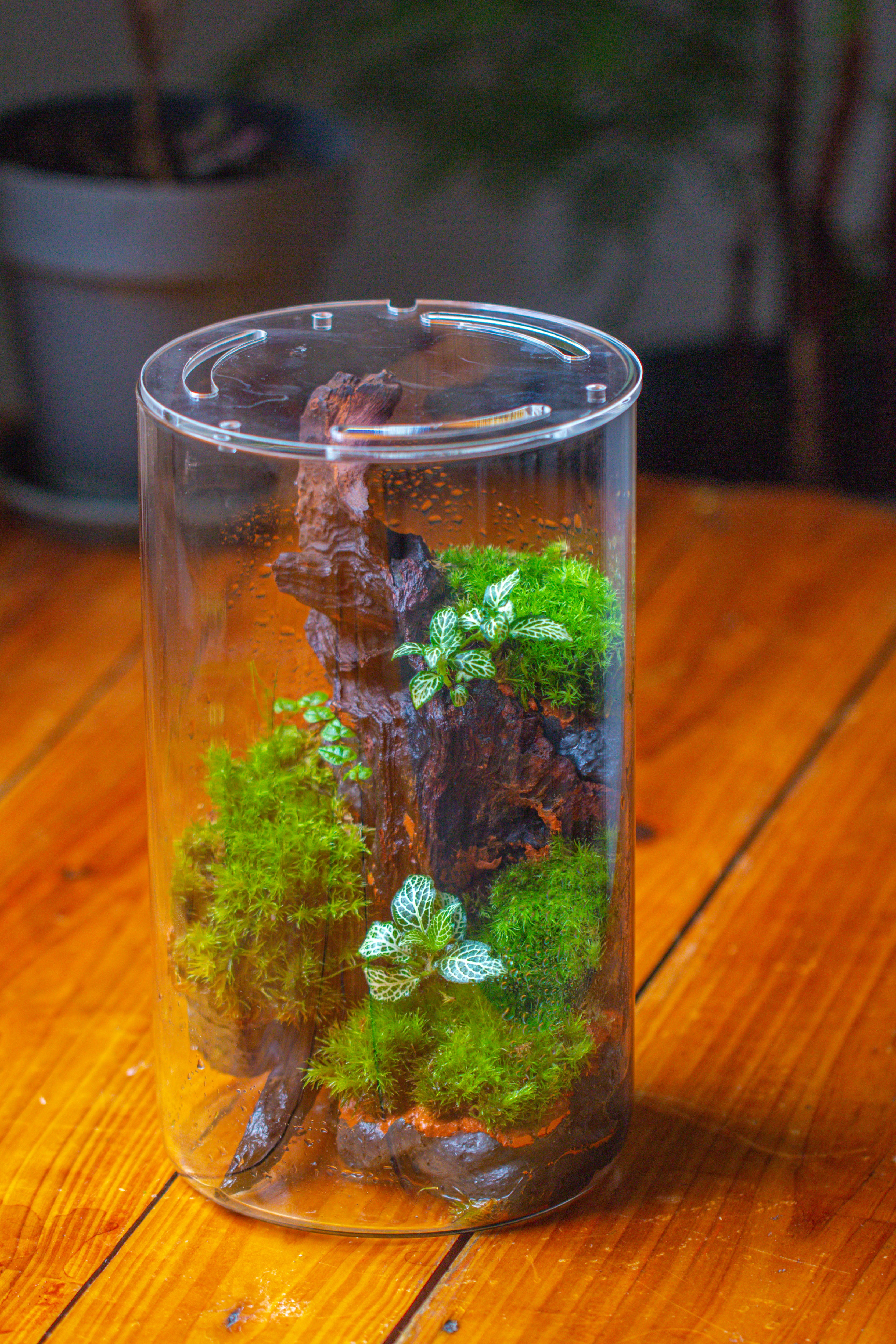 Medium Cylinder Terrarium with LED Grow Lamp, Acrylic Lid Set for Bog, Carnivorous plants -15x25cm - NCYPgarden