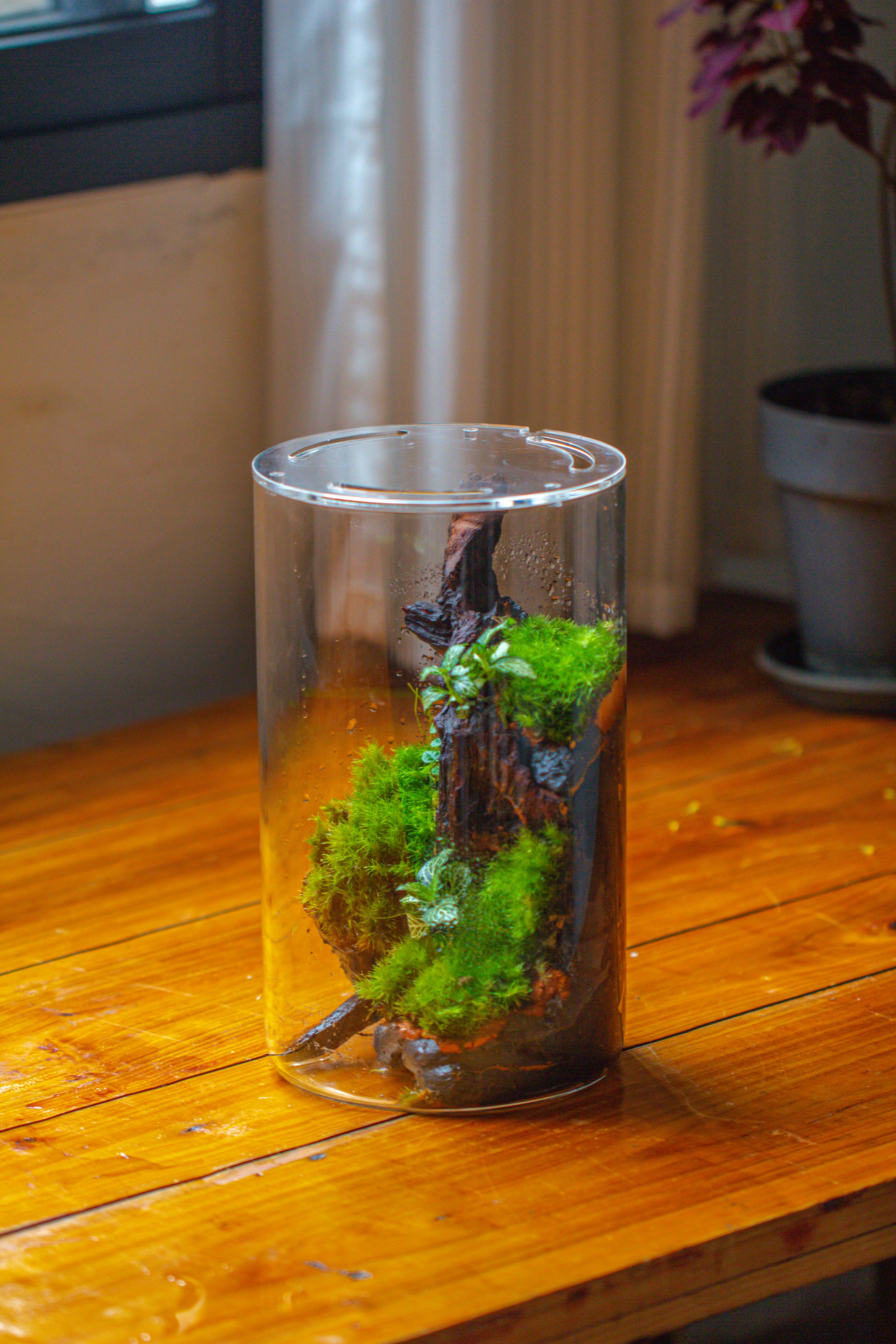 Medium Cylinder Terrarium with LED Grow Lamp, Acrylic Lid Set for Bog, Carnivorous plants -15x25cm - NCYPgarden