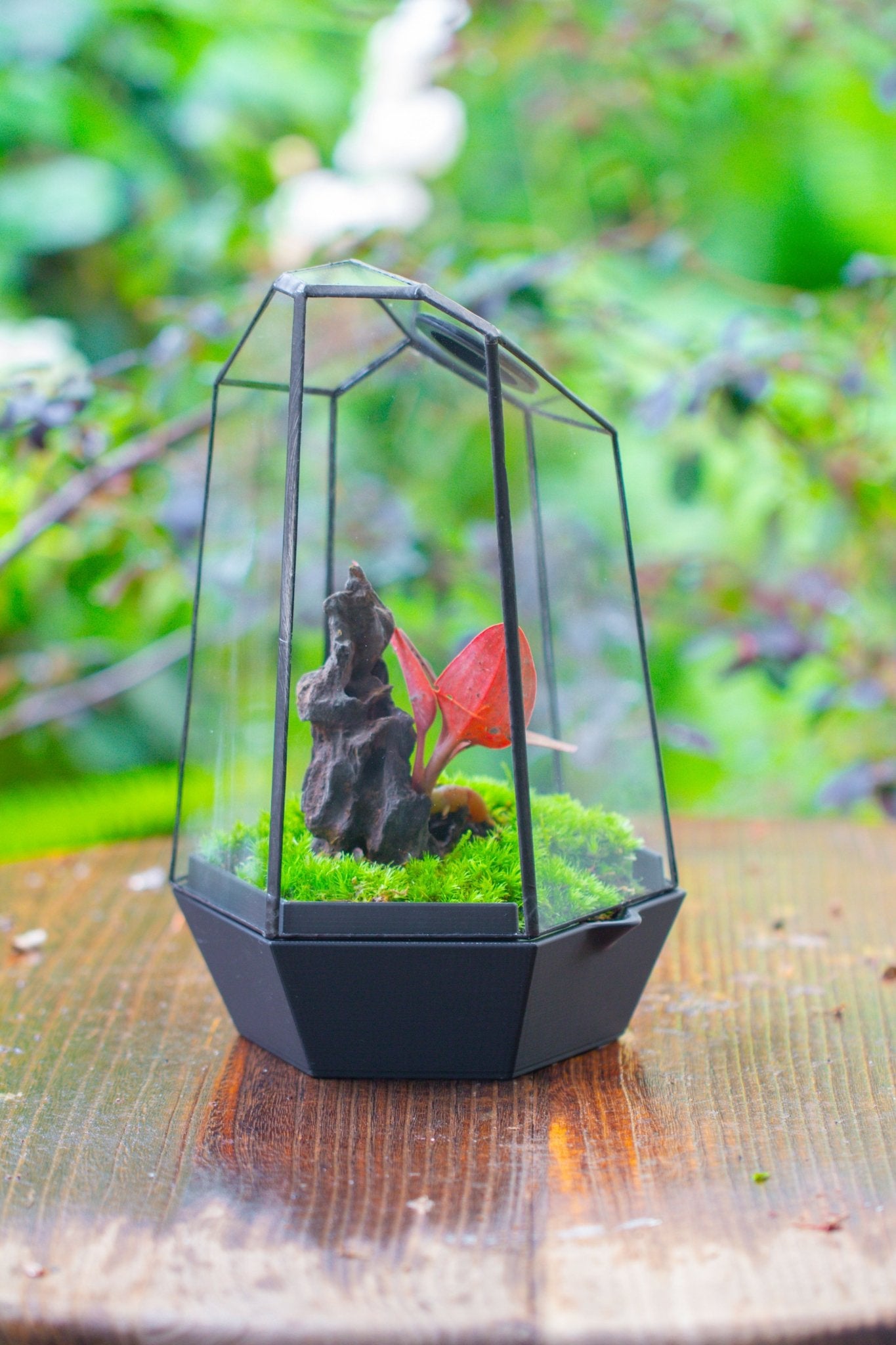 Self - Contained Close Geometric GlassTerrarium with top vent with Waterproof Base, for Moss, Sundew and Venus Flytrap - NCYPgarden