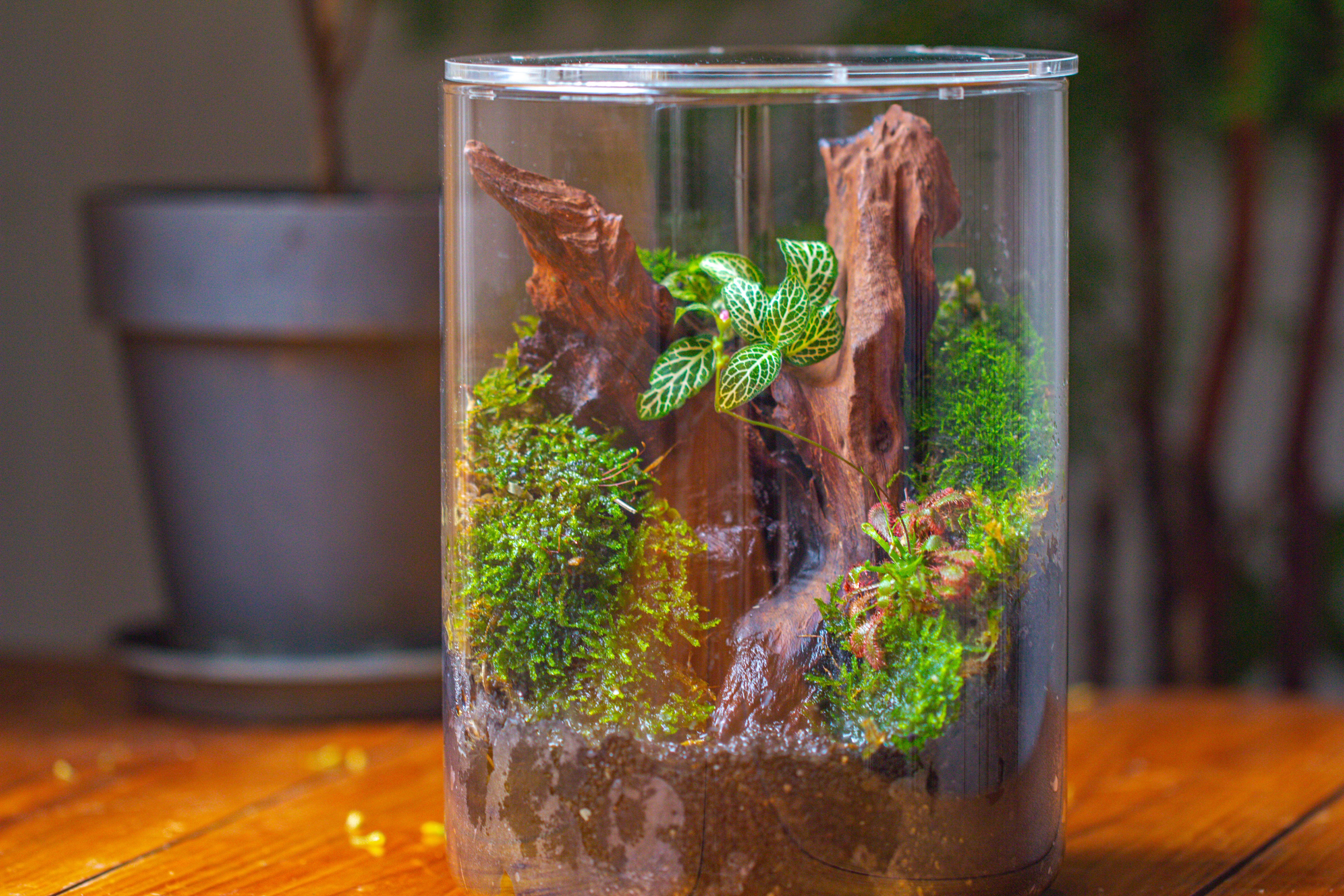 Small Cylinder Terrarium with LED Grow Lamp, Acrylic Lid Set for Bog, Carnivorous plants-15x20cm - NCYPgarden