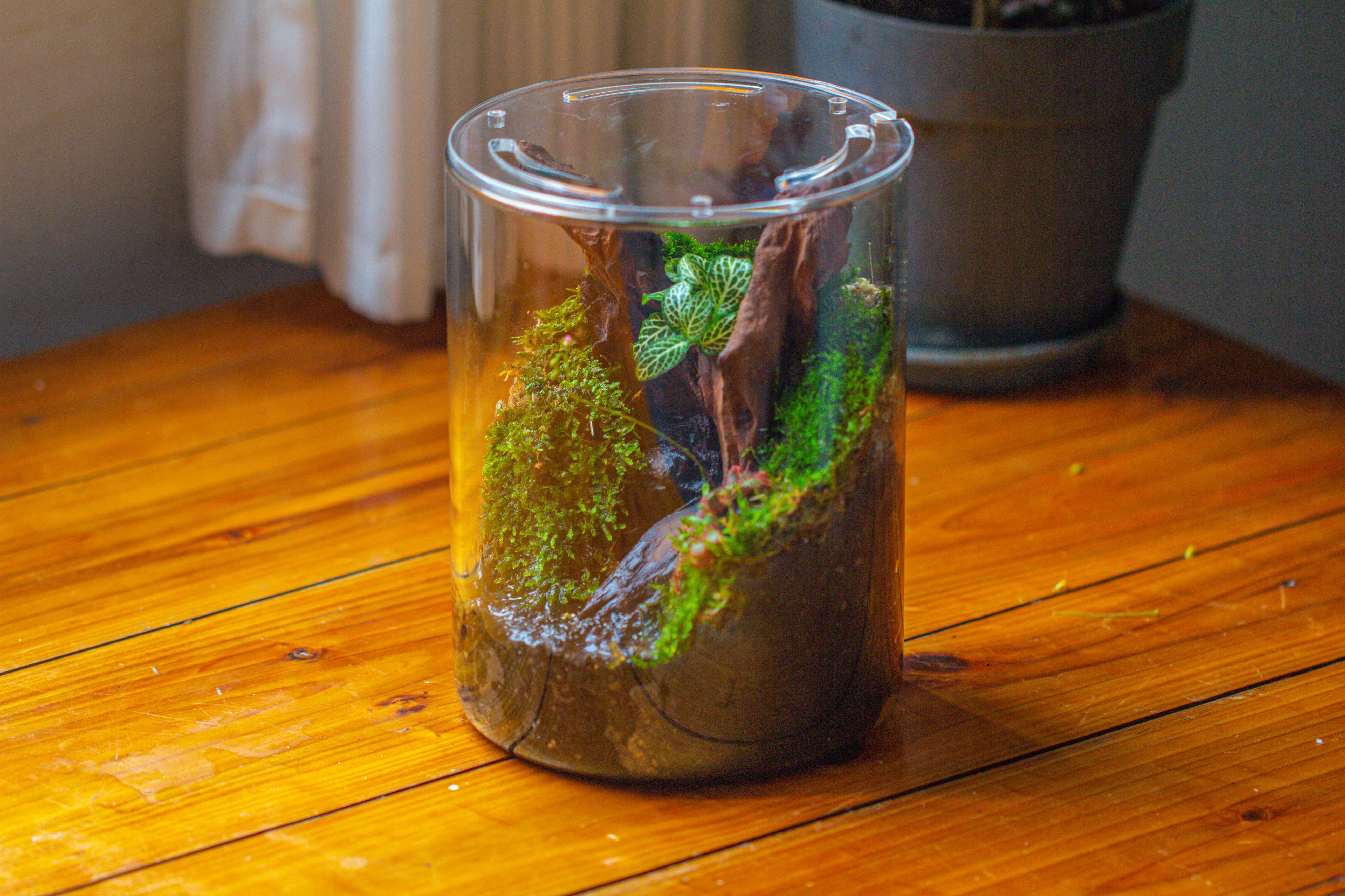Small Cylinder Terrarium with LED Grow Lamp, Acrylic Lid Set for Bog, Carnivorous plants-15x20cm - NCYPgarden