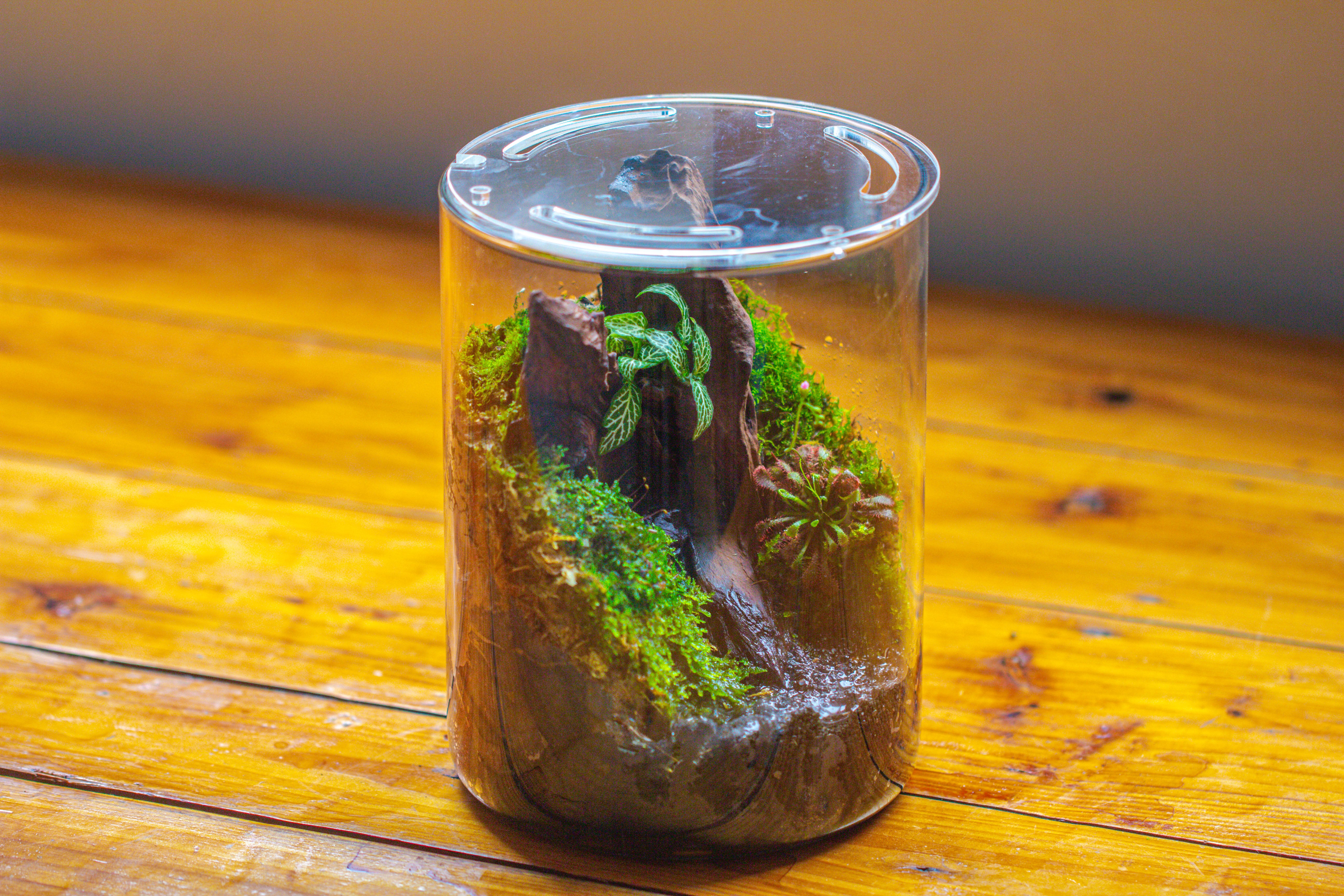 Small Cylinder Terrarium with LED Grow Lamp, Acrylic Lid Set for Bog, Carnivorous plants-15x20cm - NCYPgarden