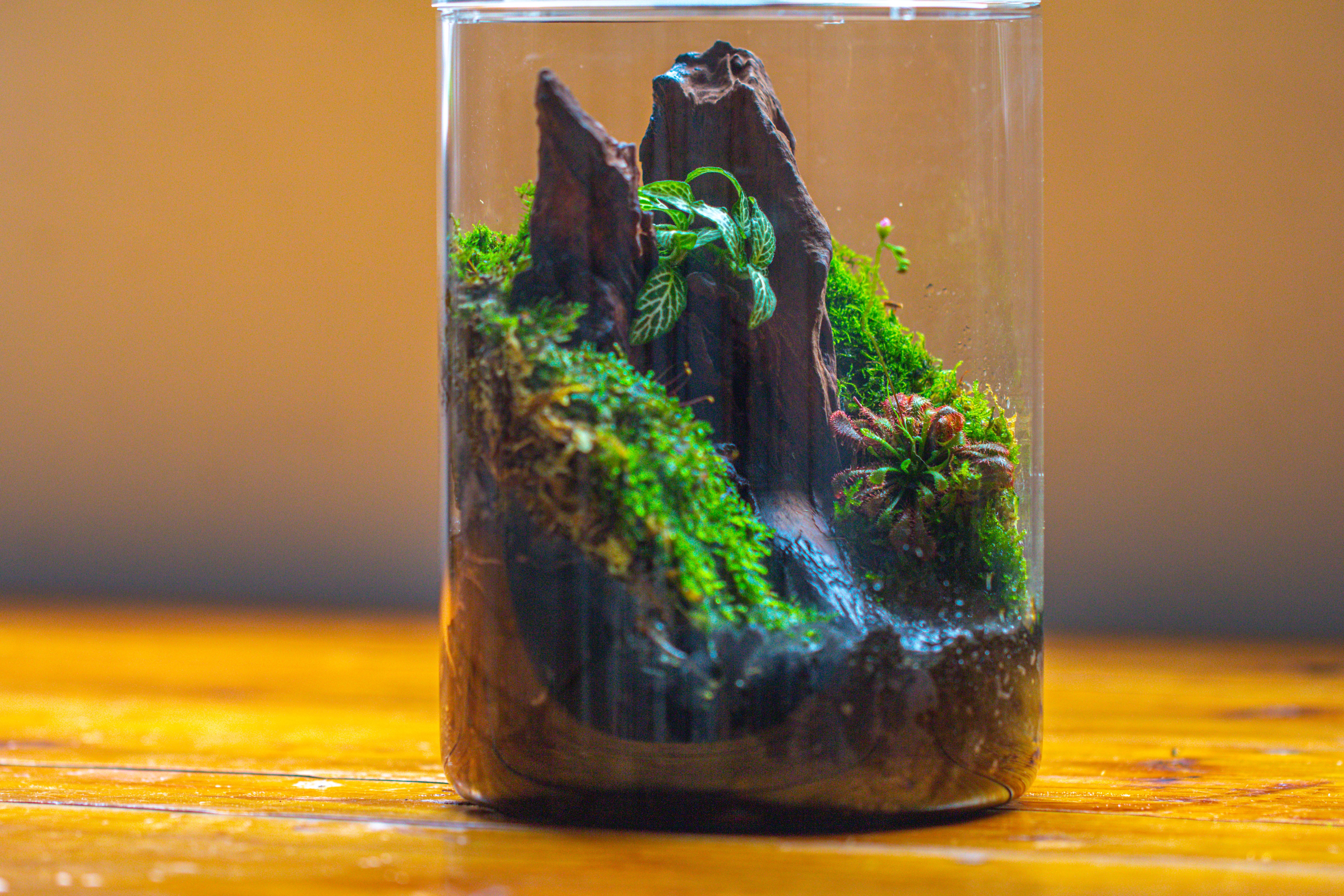 Small Cylinder Terrarium with LED Grow Lamp, Acrylic Lid Set for Bog, Carnivorous plants-15x20cm - NCYPgarden