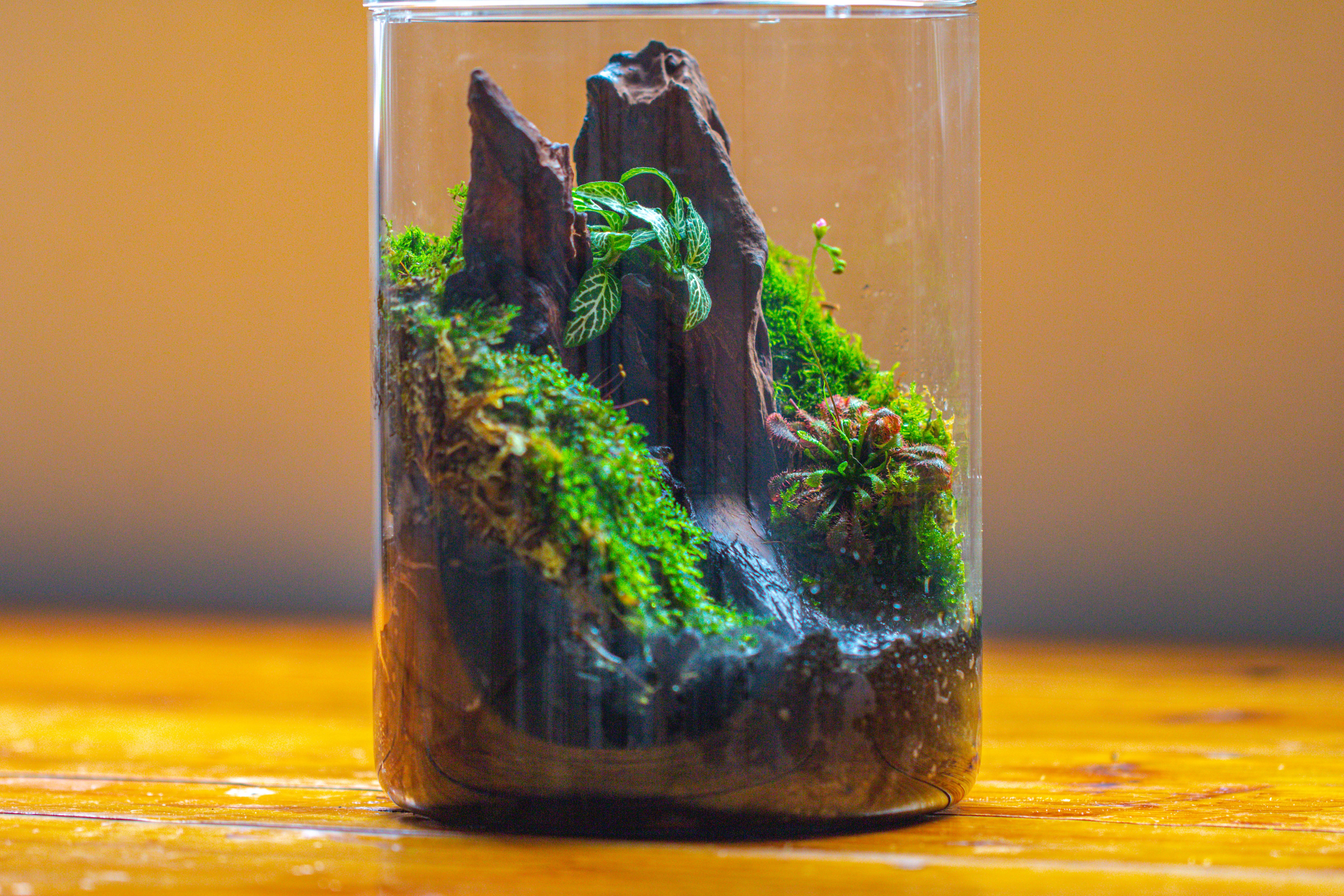 Small Cylinder Terrarium with LED Grow Lamp, Acrylic Lid Set for Bog, Carnivorous plants-15x20cm - NCYPgarden