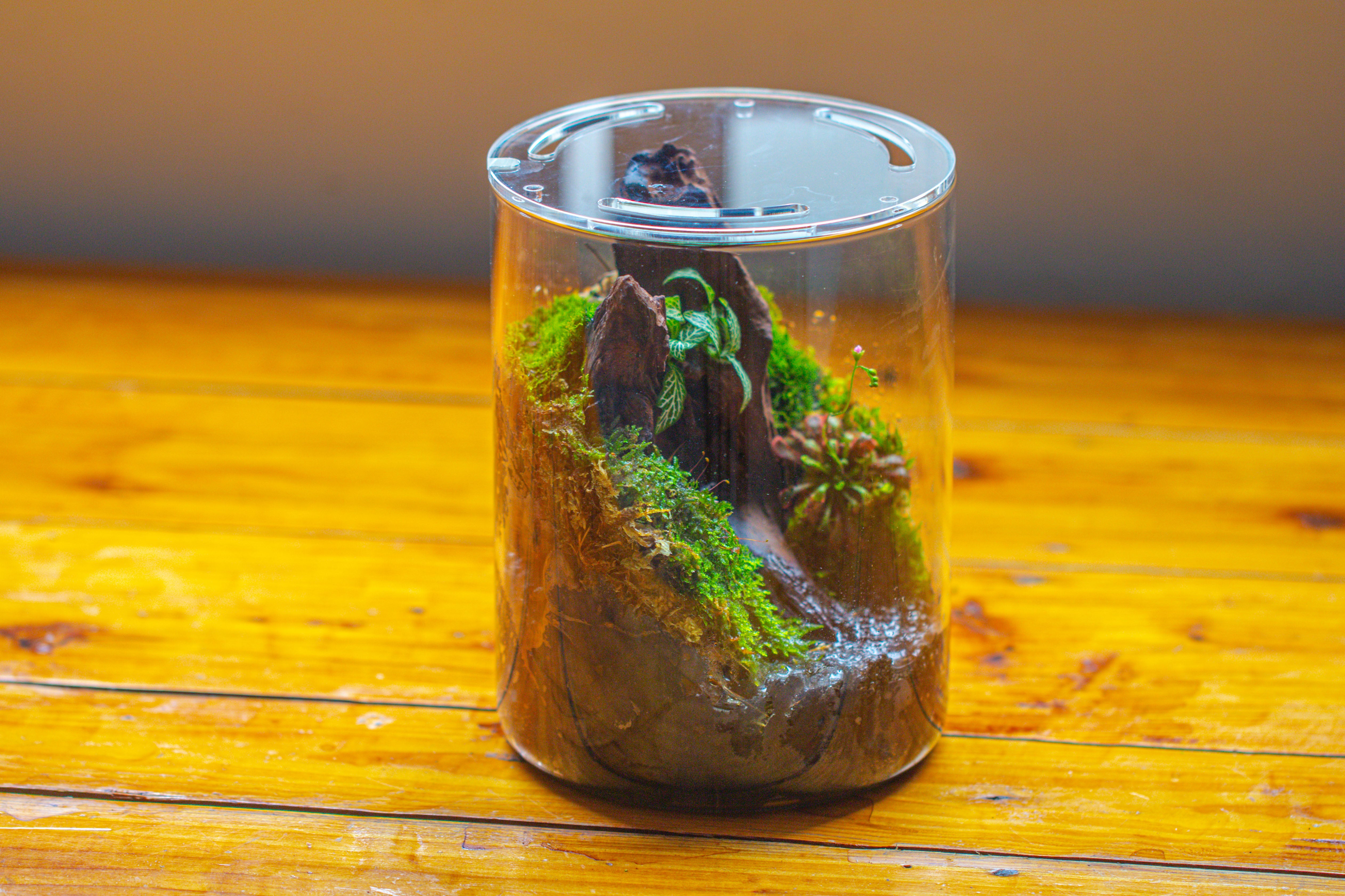 Small Cylinder Terrarium with LED Grow Lamp, Acrylic Lid Set for Bog, Carnivorous plants-15x20cm - NCYPgarden