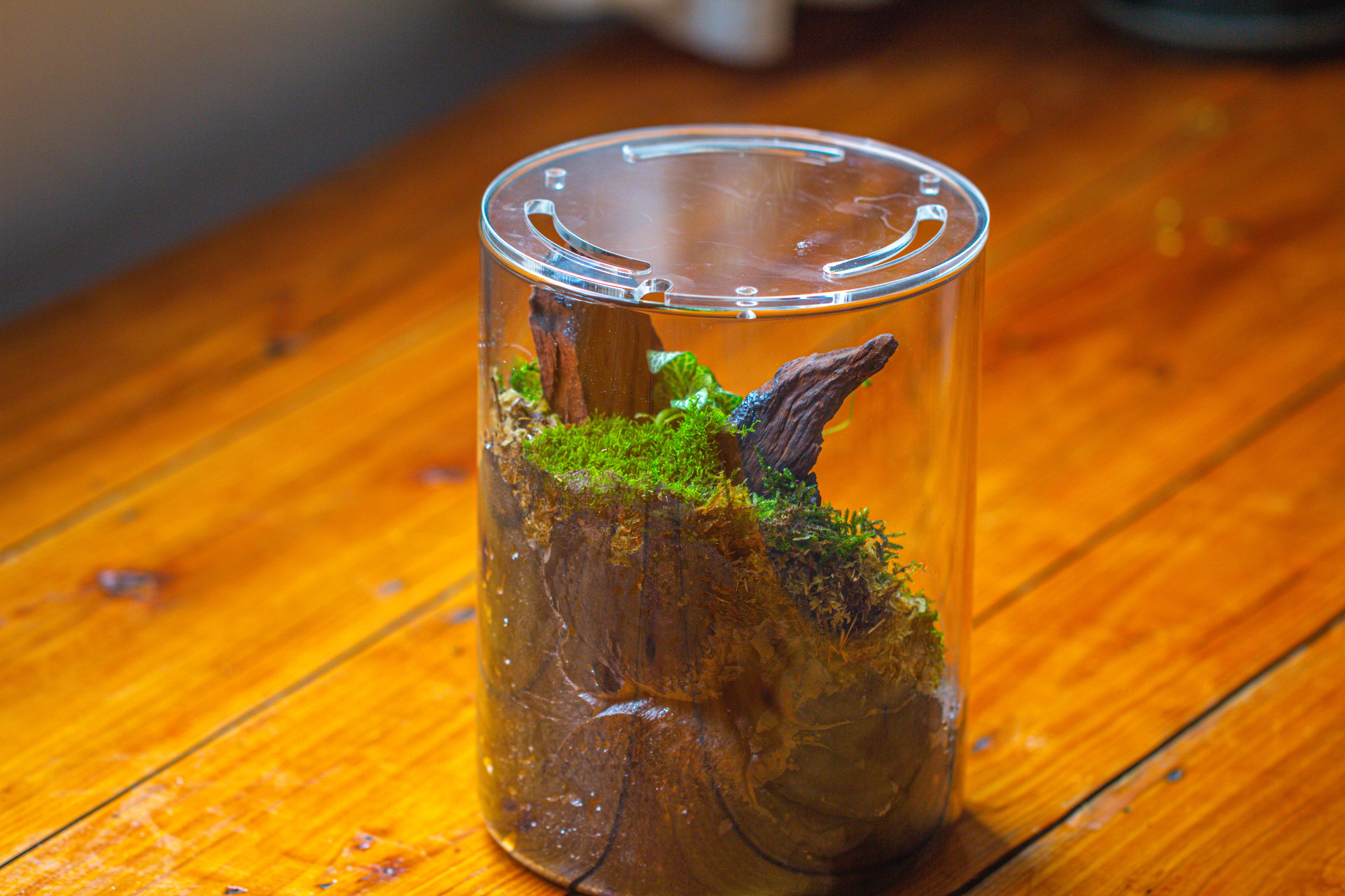 Small Cylinder Terrarium with LED Grow Lamp, Acrylic Lid Set for Bog, Carnivorous plants-15x20cm - NCYPgarden