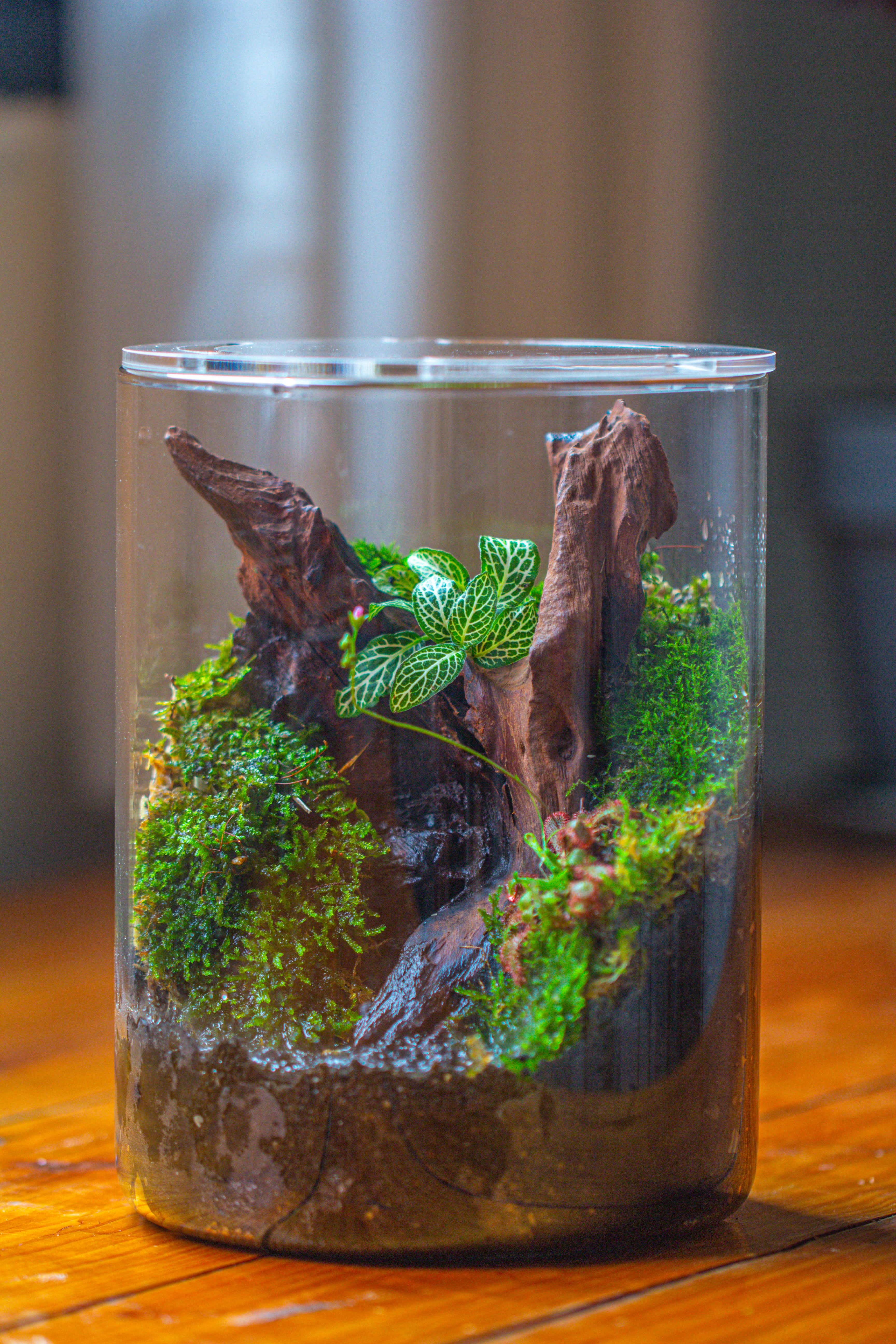 Small Cylinder Terrarium with LED Grow Lamp, Acrylic Lid Set for Bog, Carnivorous plants-15x20cm - NCYPgarden