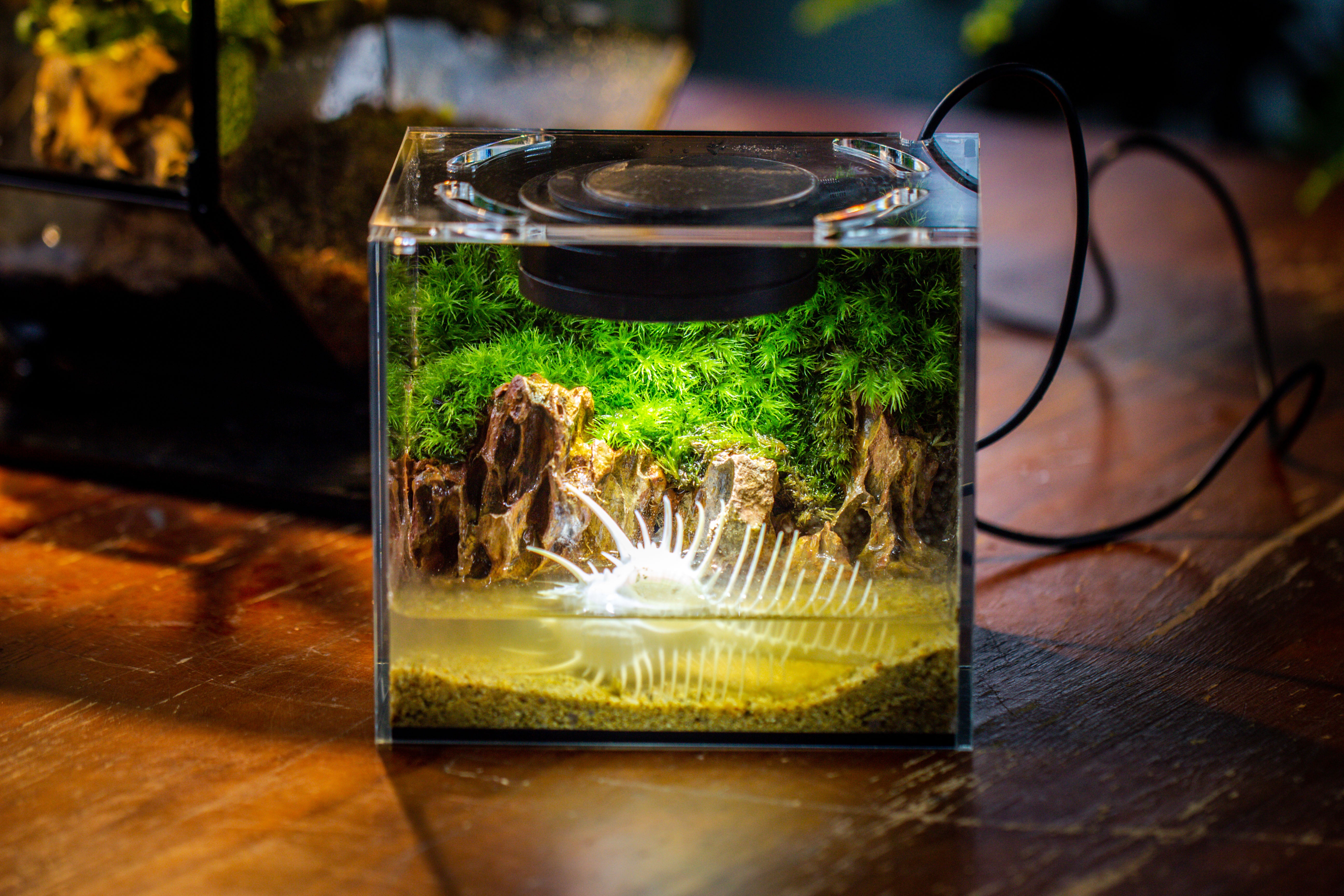 Watertight Glass Terrarium with LED Grow Light, Acrylic Lid for Moss Wall, vertical planting -15x11x13cm / 5.9x4.3x5.1'' - NCYPgarden