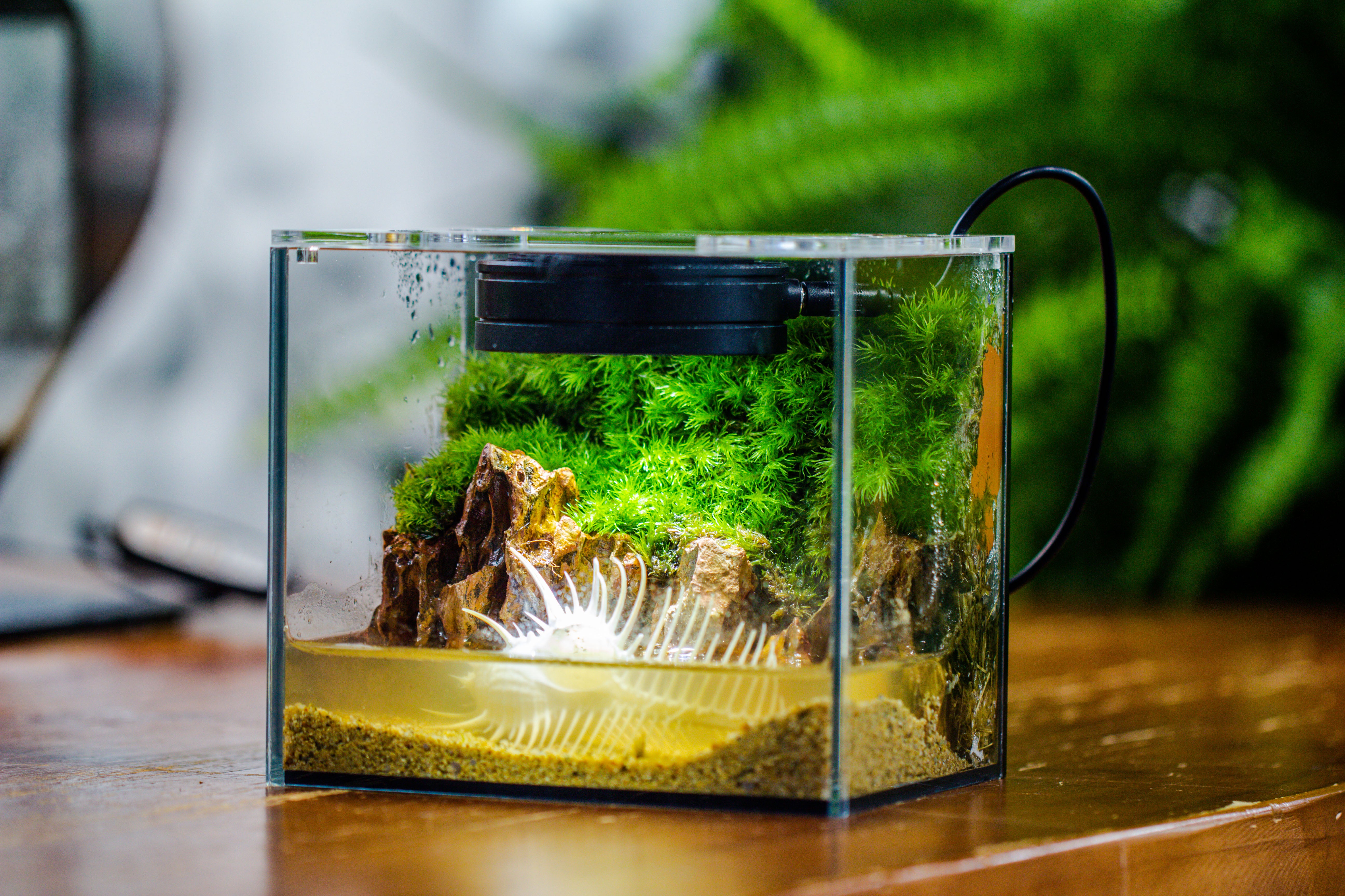 Watertight Glass Terrarium with LED Grow Light, Acrylic Lid for Moss Wall, vertical planting -15x11x13cm / 5.9x4.3x5.1'' - NCYPgarden