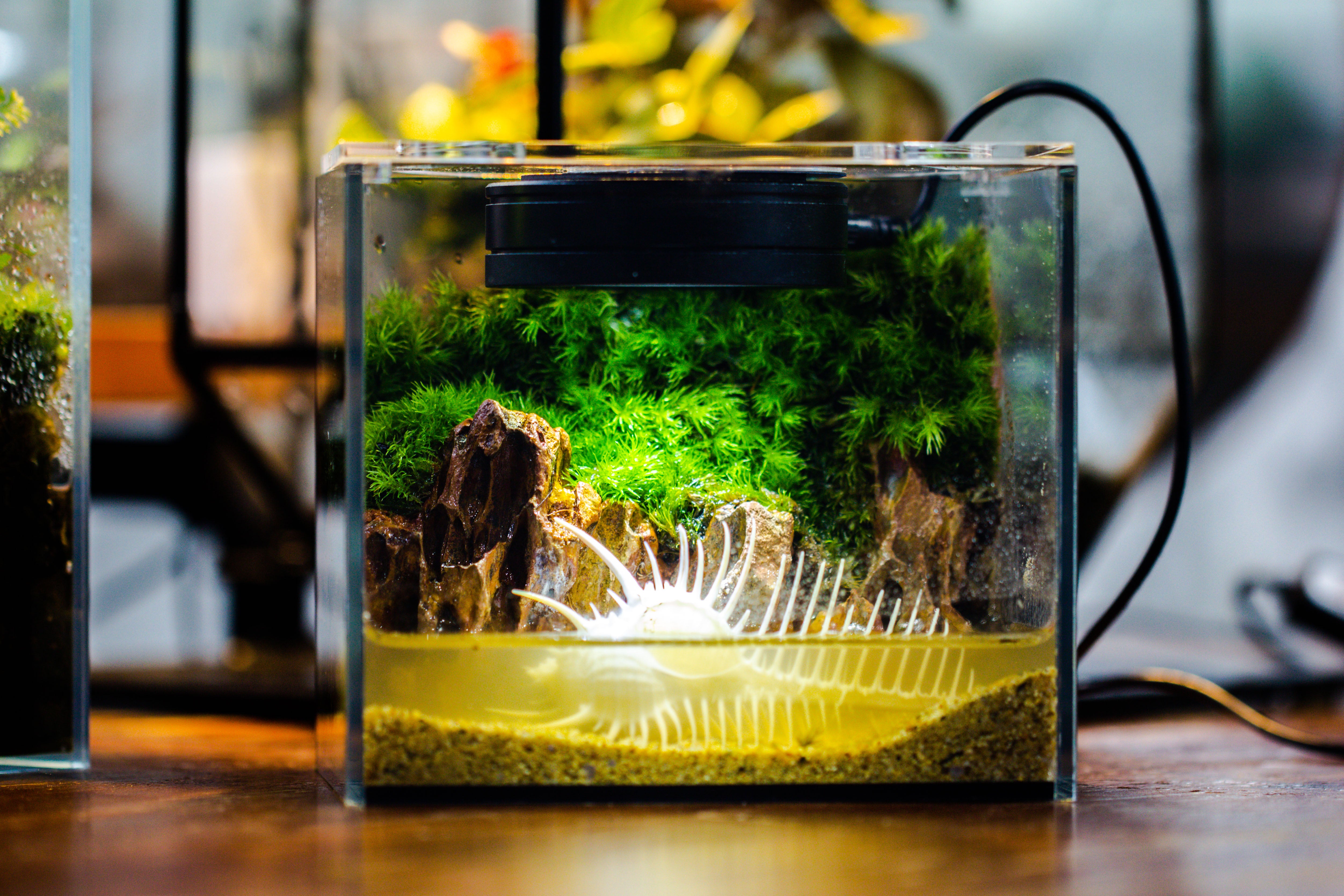Watertight Glass Terrarium with LED Grow Light, Acrylic Lid for Moss Wall, vertical planting -15x11x13cm / 5.9x4.3x5.1'' - NCYPgarden