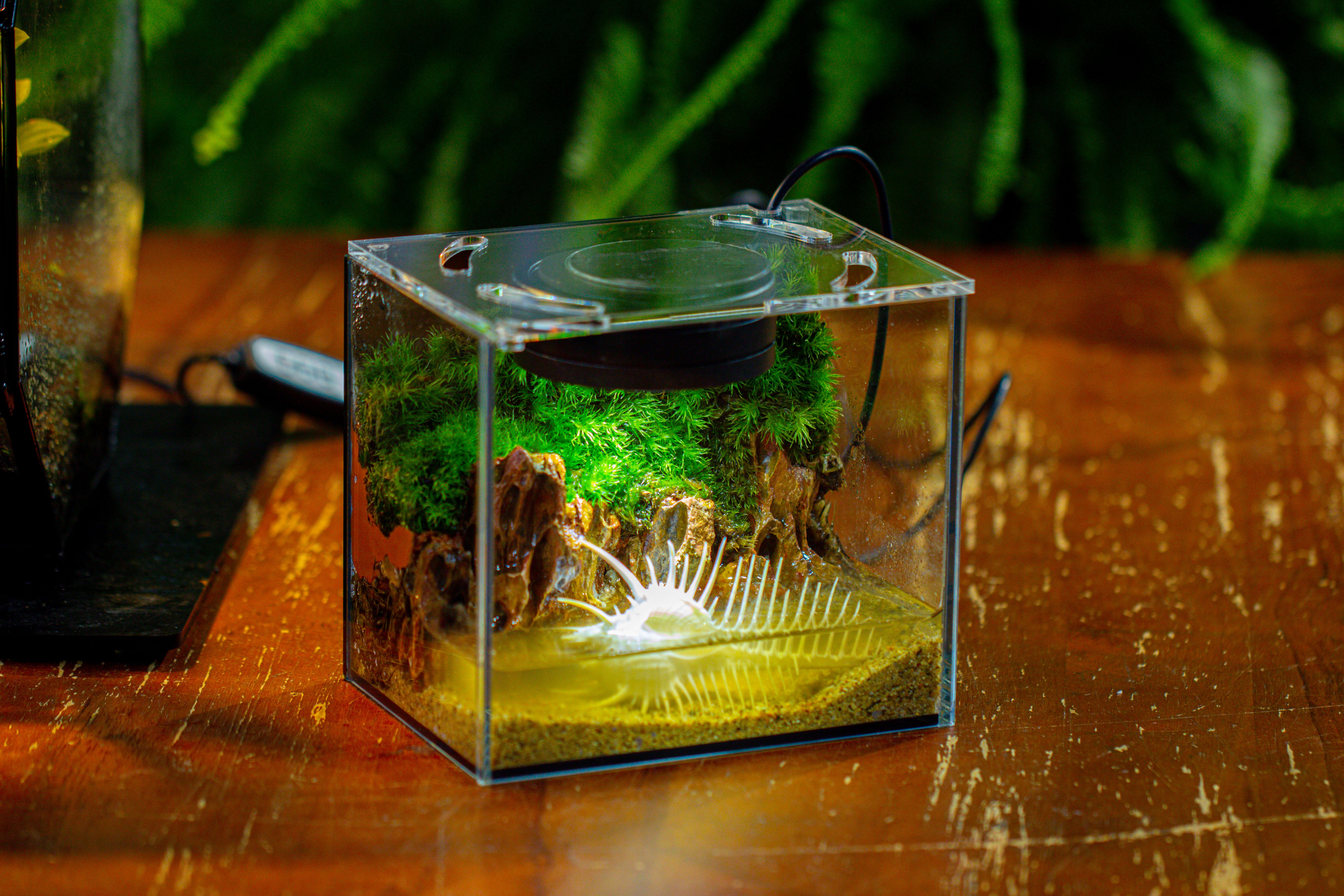Watertight Glass Terrarium with LED Grow Light, Acrylic Lid for Moss Wall, vertical planting -15x11x13cm / 5.9x4.3x5.1'' - NCYPgarden
