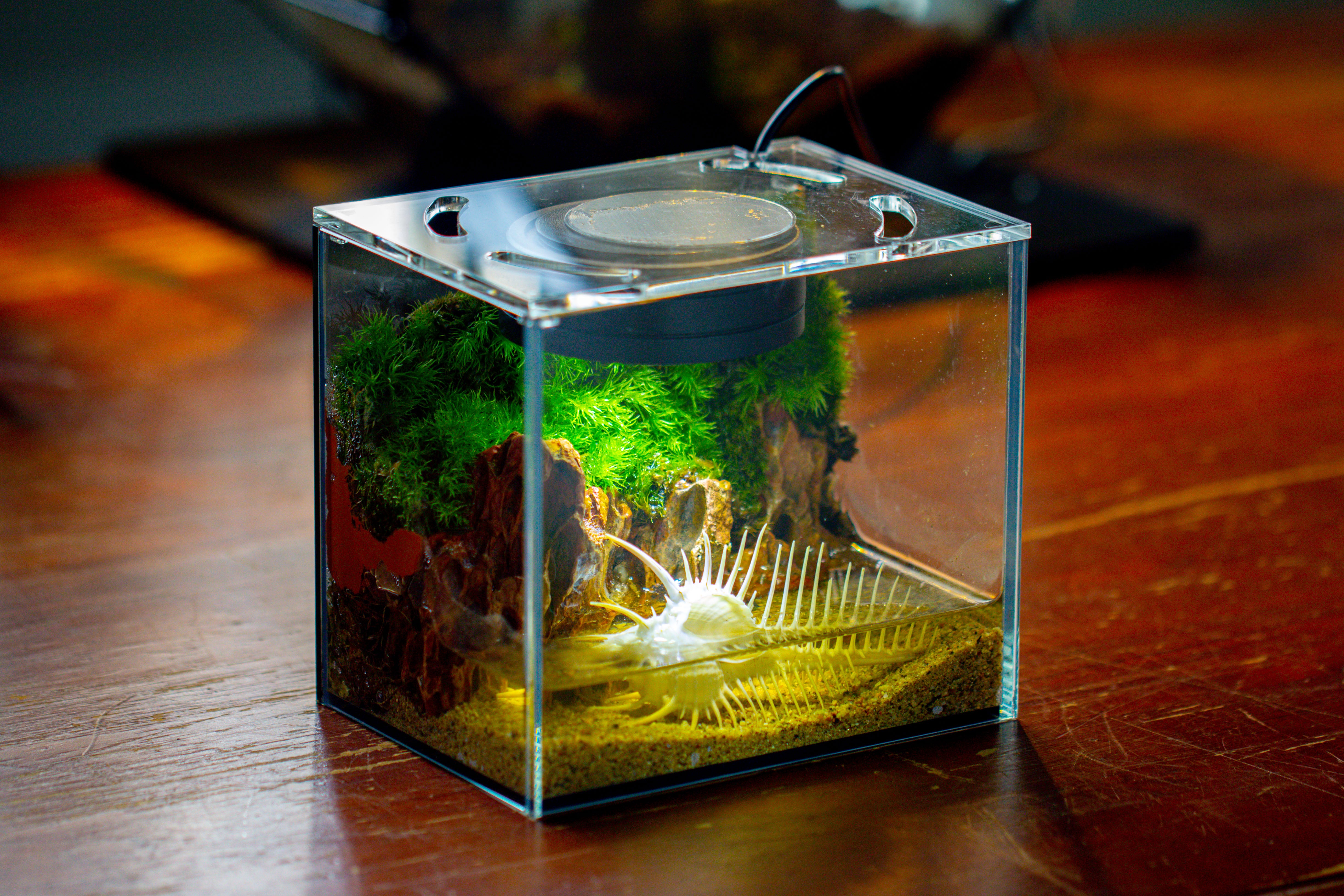 Watertight Glass Terrarium with LED Grow Light, Acrylic Lid for Moss Wall, vertical planting -15x11x13cm / 5.9x4.3x5.1'' - NCYPgarden