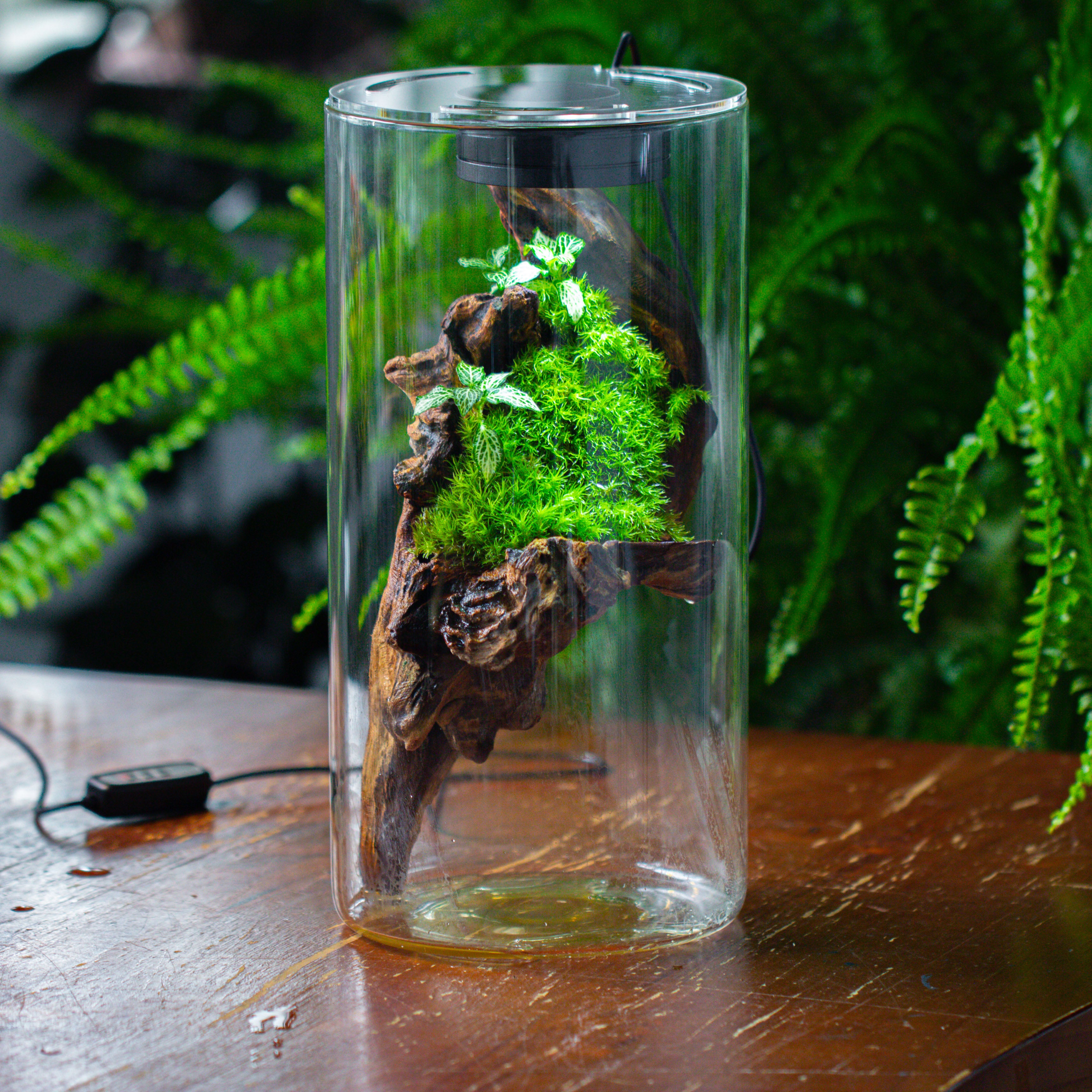 Large Cylinder Terrarium with LED Grow Lamp, Acrylic Lid Set for Bog, Carnivorous plants -15x30cm - NCYPgarden