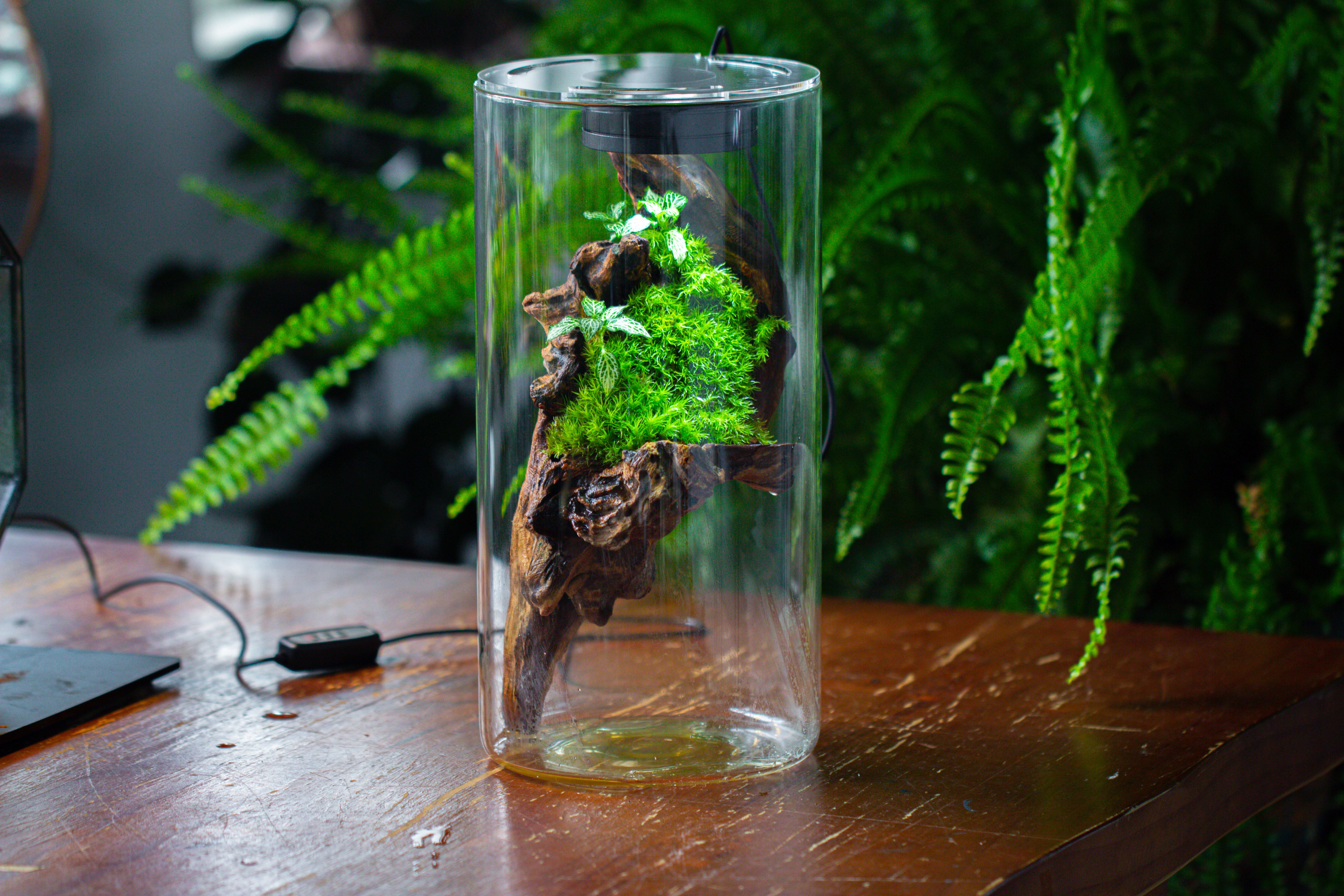 Large Cylinder Terrarium with LED Grow Lamp, Acrylic Lid Set for Bog, Carnivorous plants -15x30cm - NCYPgarden
