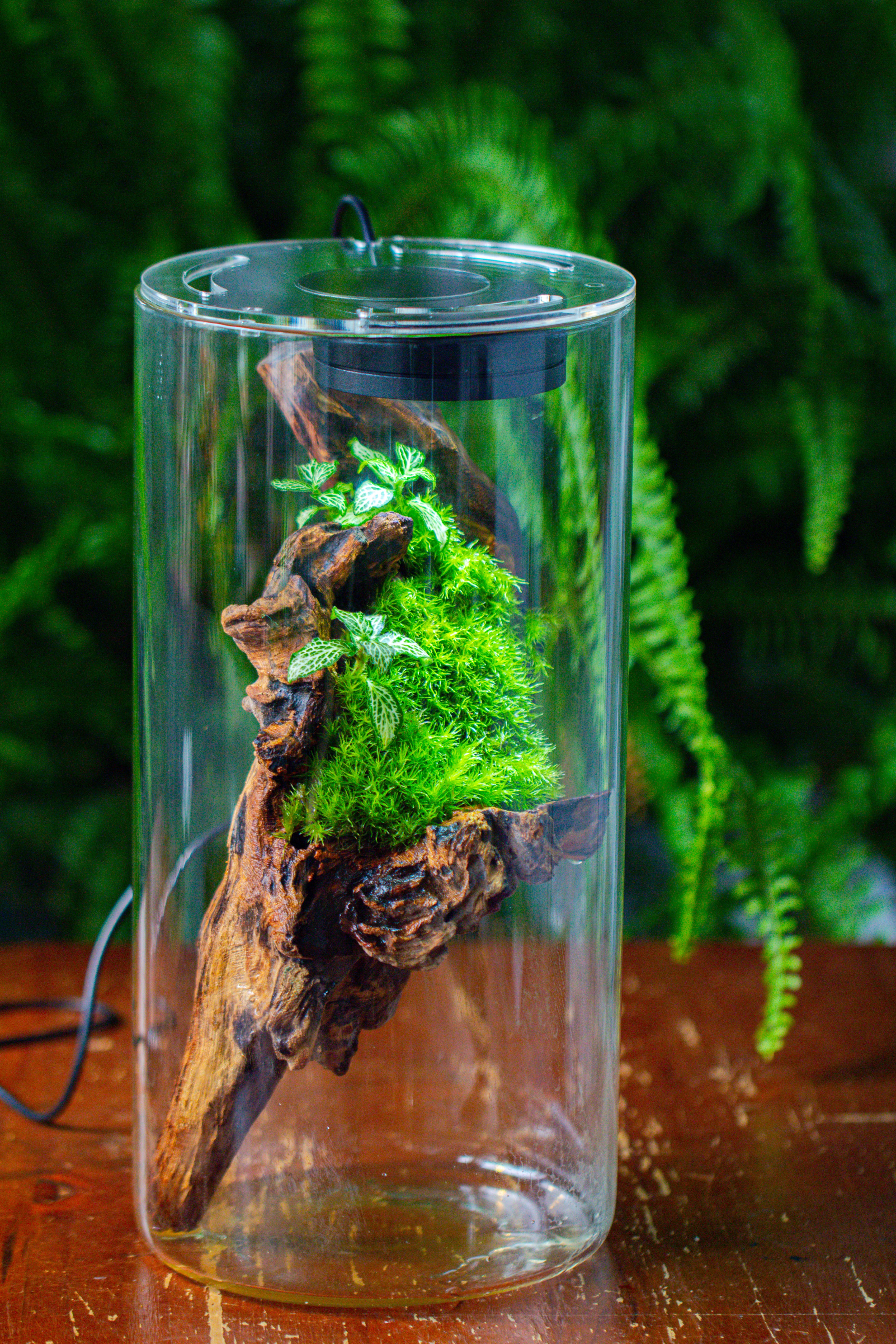 Large Cylinder Terrarium with LED Grow Lamp, Acrylic Lid Set for Bog, Carnivorous plants -15x30cm - NCYPgarden