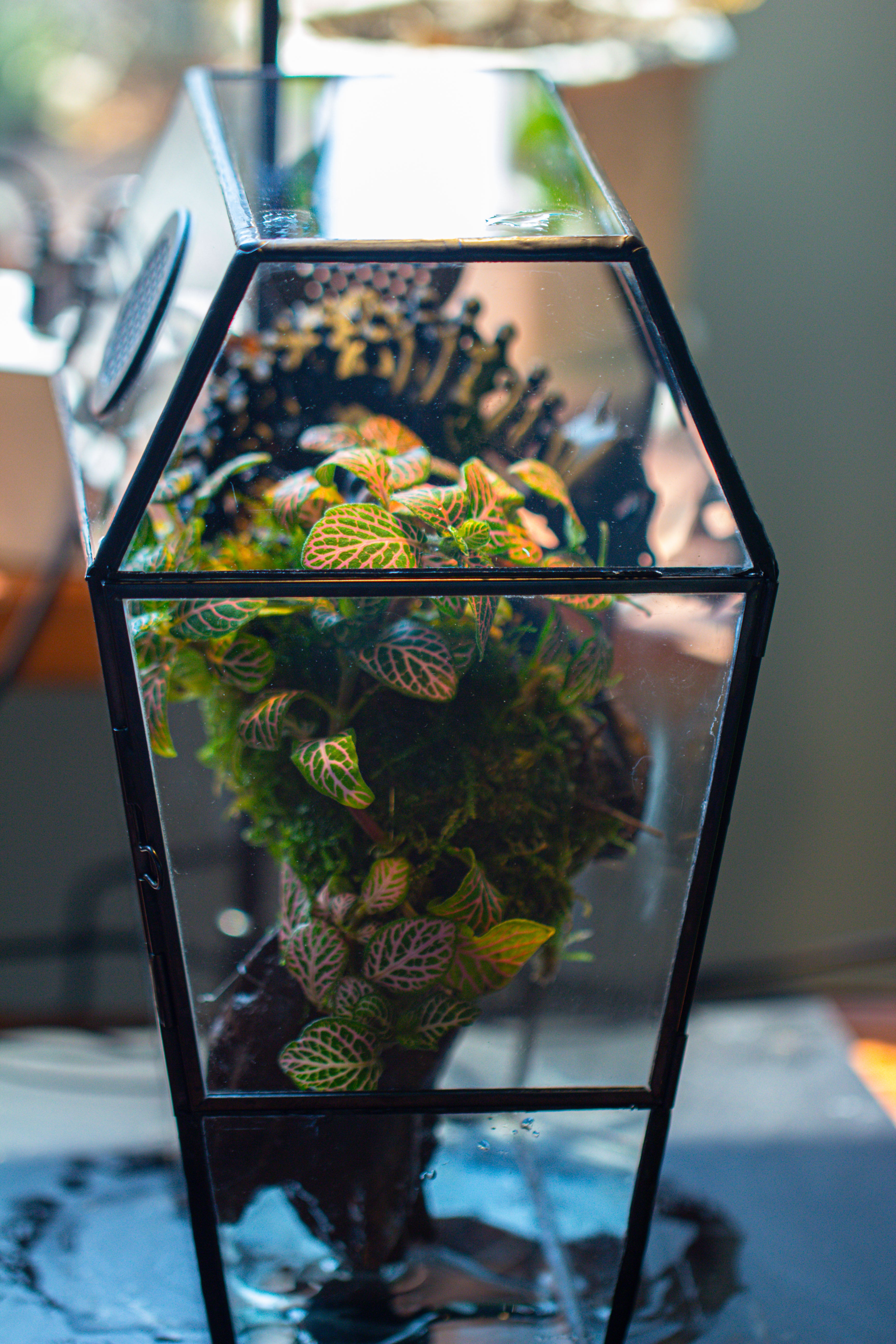 Coffin-Shaped Tin Glass Terrarium Enclosure, Gothic Style, for Jumping Spider, Insects, Snails - NCYPgarden