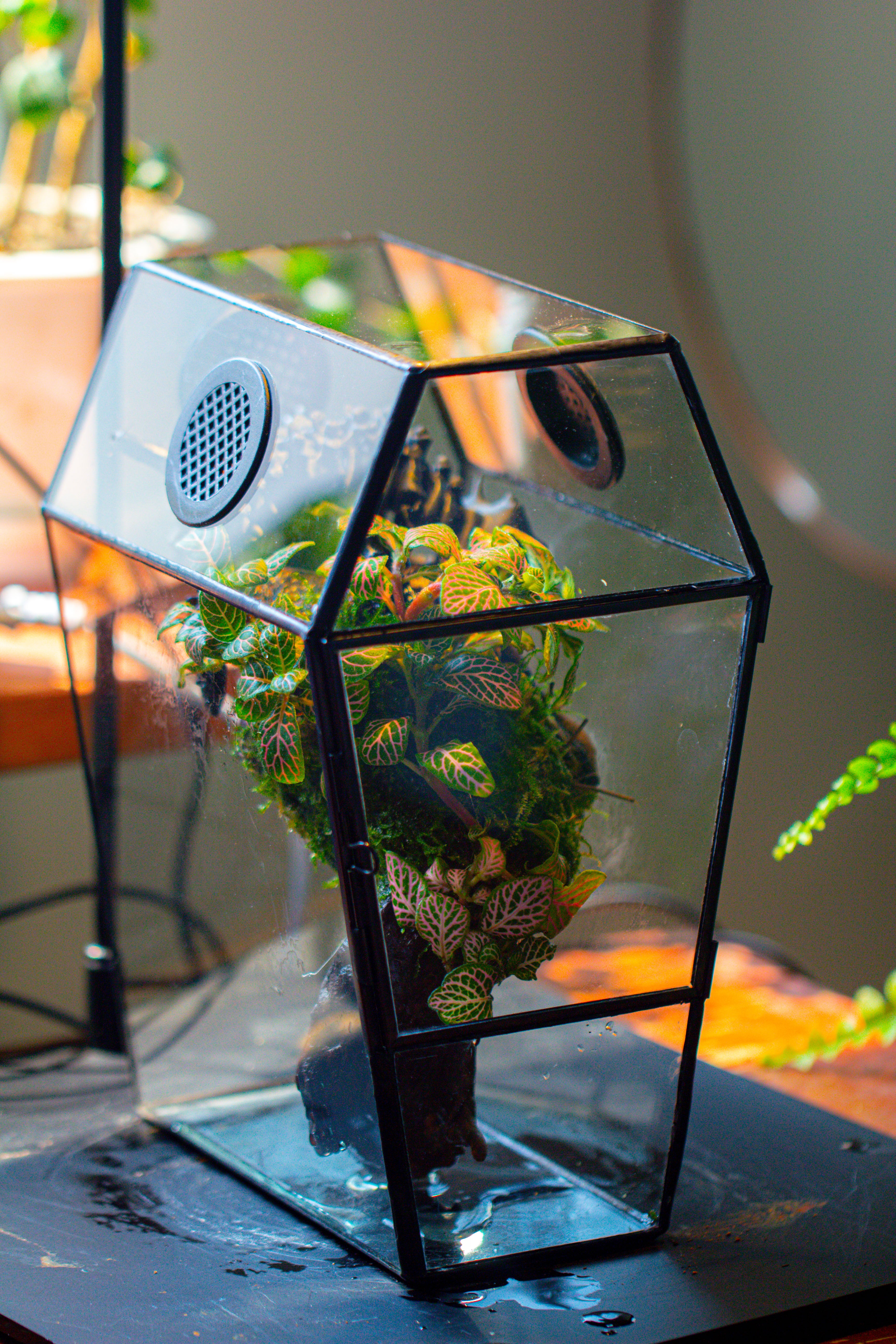 Coffin-Shaped Tin Glass Terrarium Enclosure, Gothic Style, for Jumping Spider, Insects, Snails - NCYPgarden