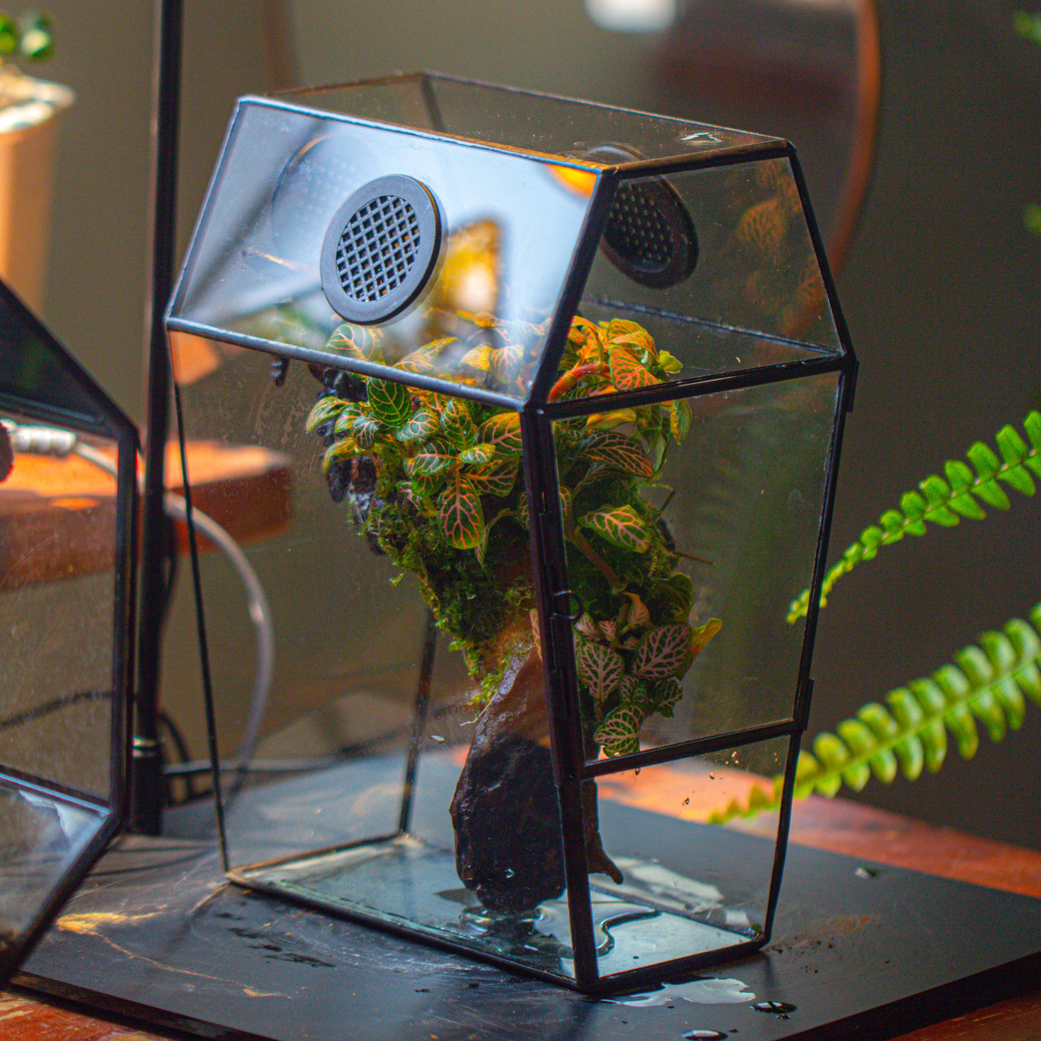 Coffin-Shaped Tin Glass Terrarium Enclosure, Gothic Style, for Jumping Spider, Insects, Snails - NCYPgarden