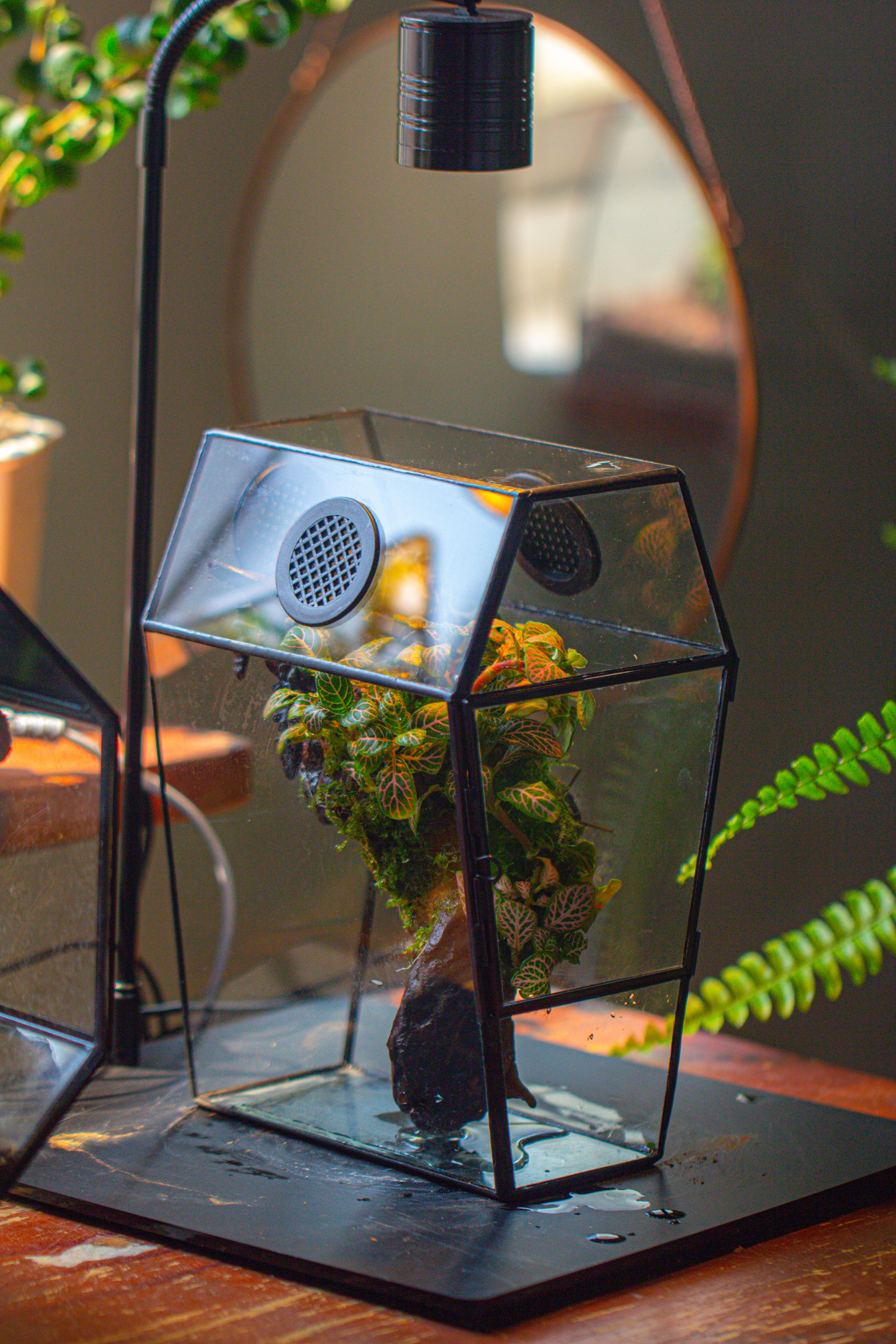 Coffin-Shaped Tin Glass Terrarium Enclosure, Gothic Style, for Jumping Spider, Insects, Snails - NCYPgarden