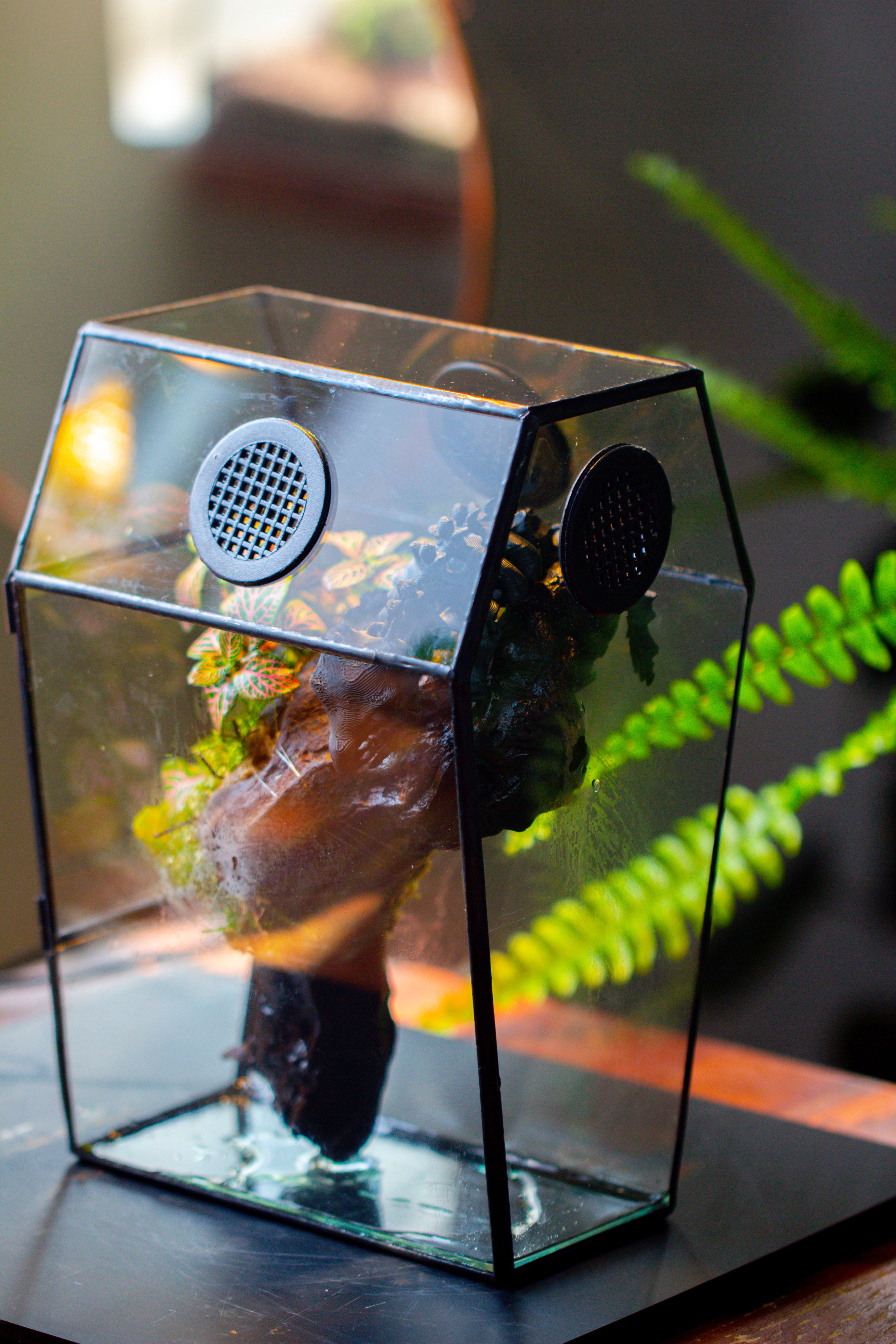 Coffin-Shaped Tin Glass Terrarium Enclosure, Gothic Style, for Jumping Spider, Insects, Snails - NCYPgarden