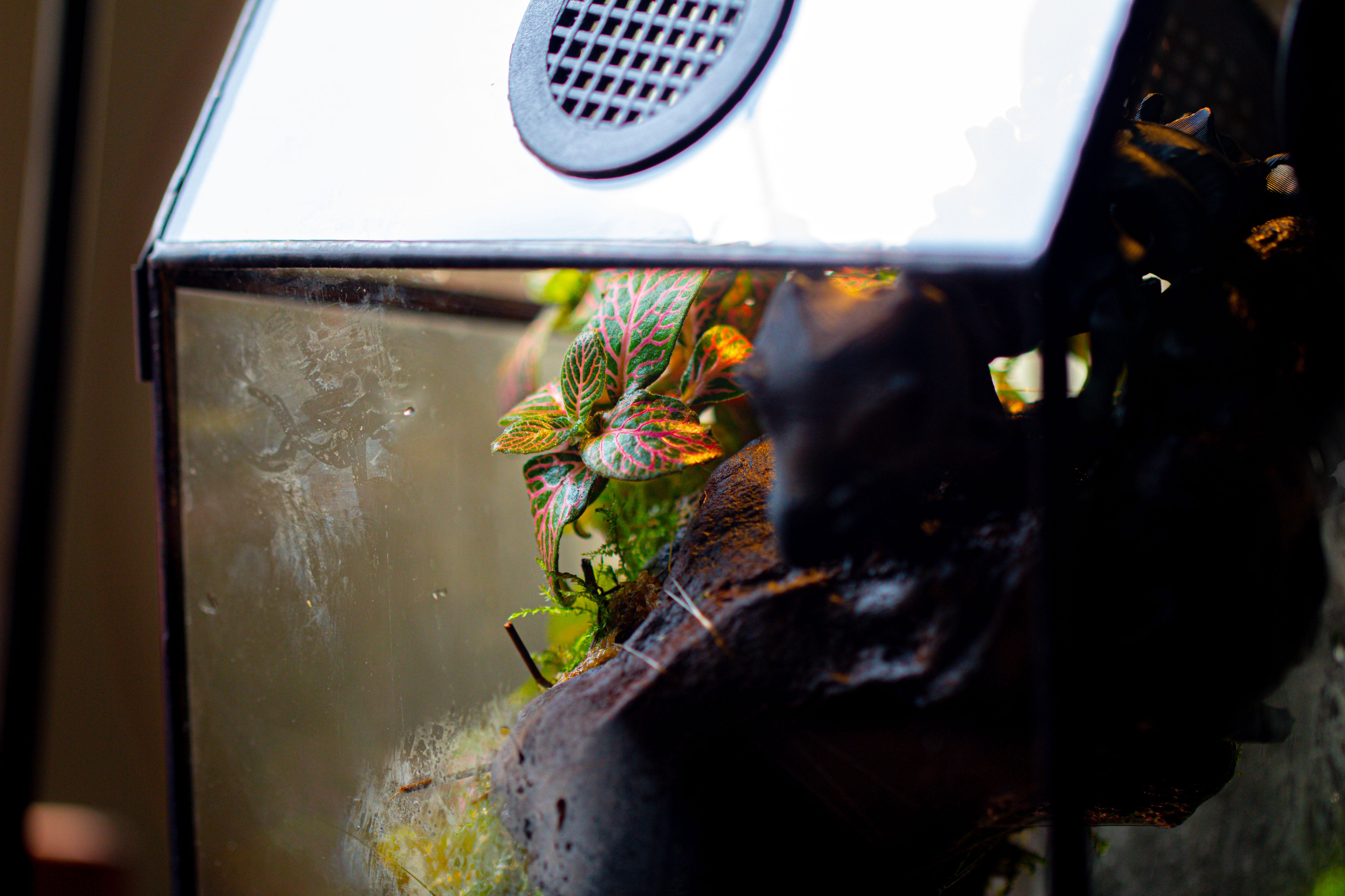 Coffin-Shaped Tin Glass Terrarium Enclosure, Gothic Style, for Jumping Spider, Insects, Snails - NCYPgarden